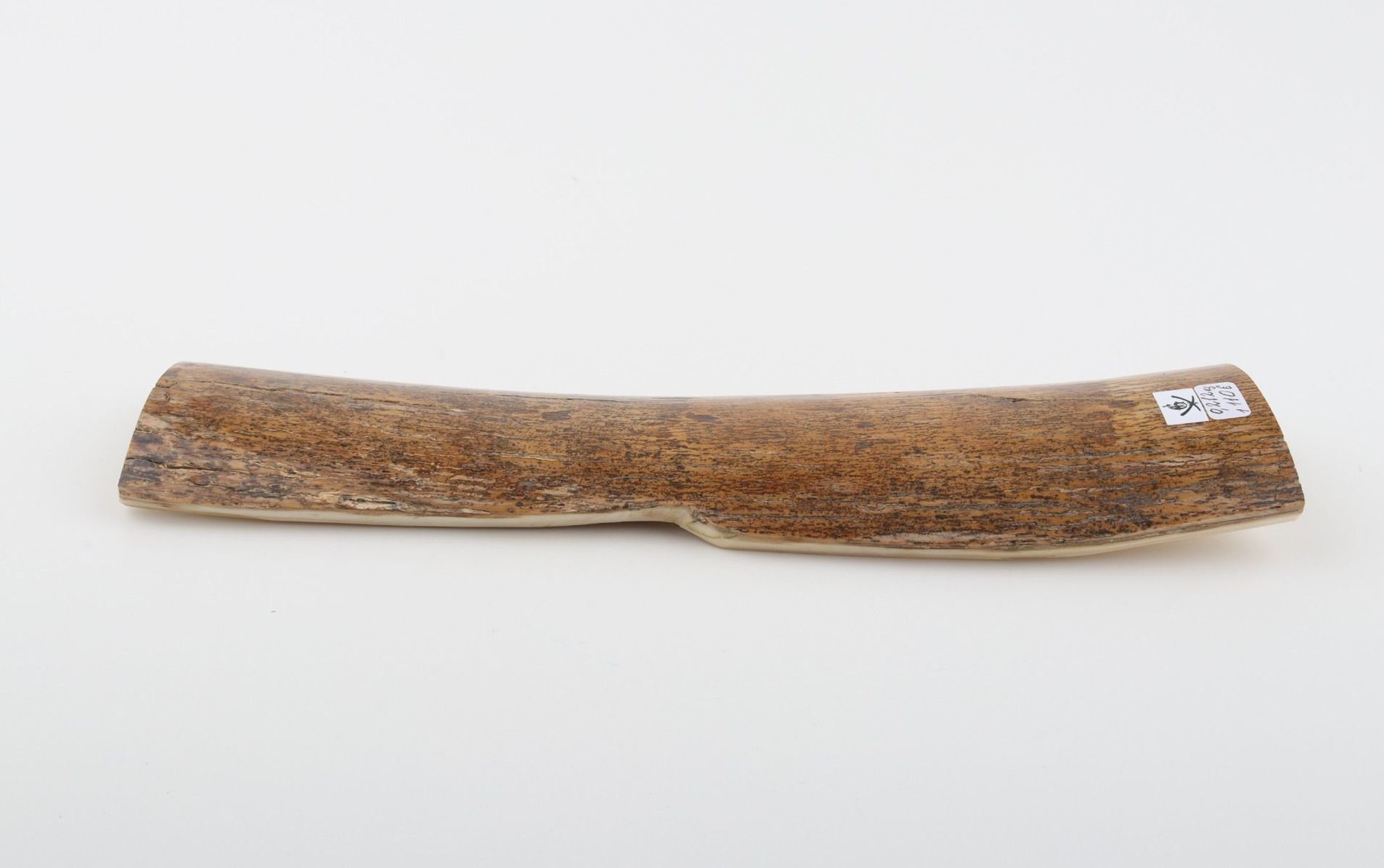 Beige-yellow mammoth bark