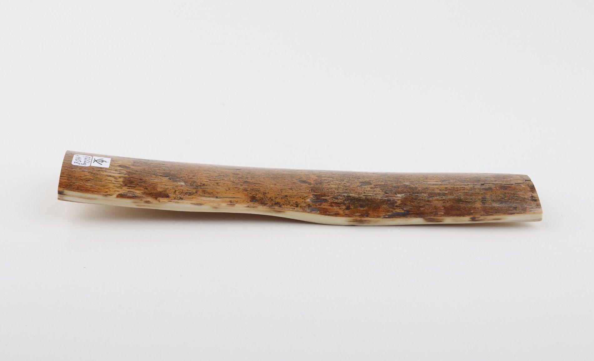 Beige-yellow mammoth bark