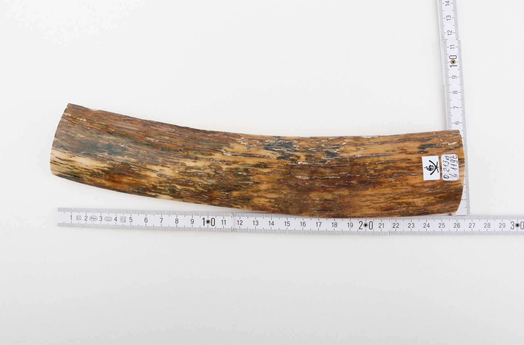 Natural woolly mammoth bark