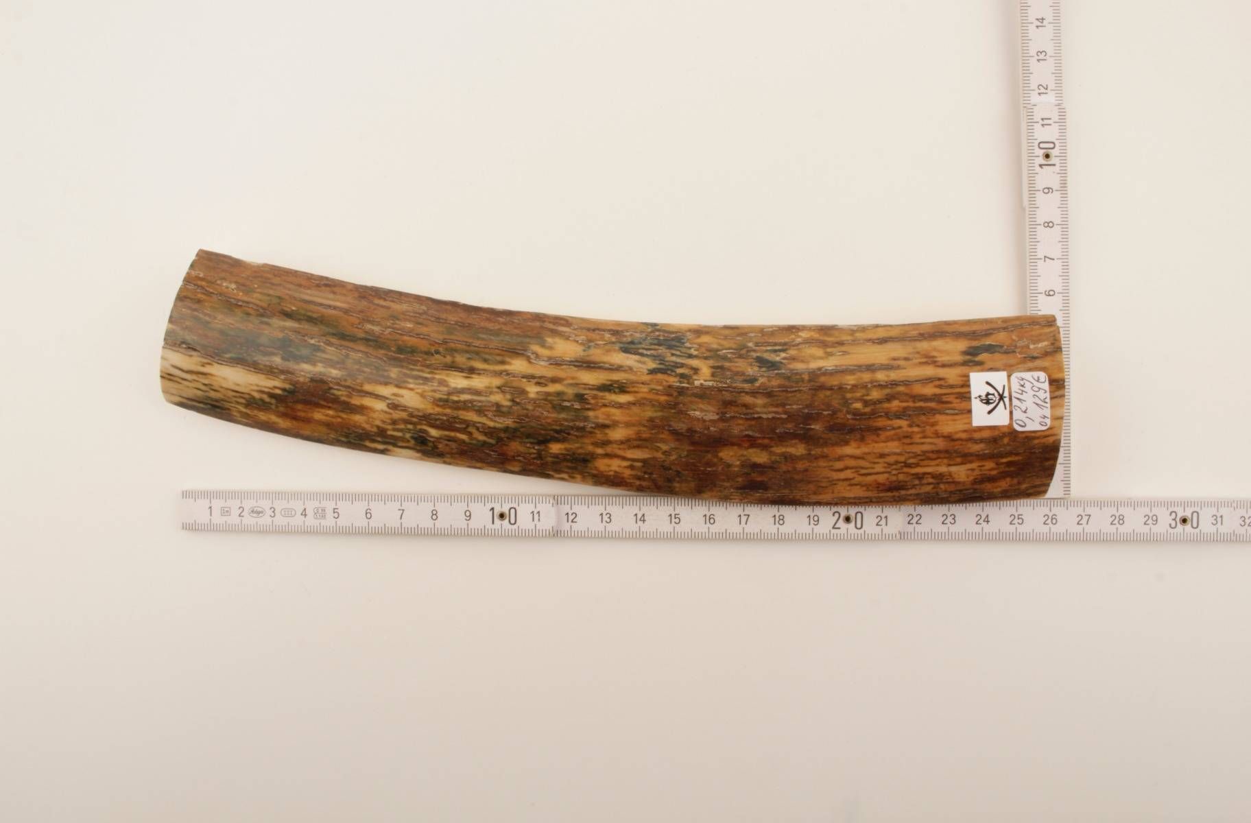Brown-orange mammoth bark