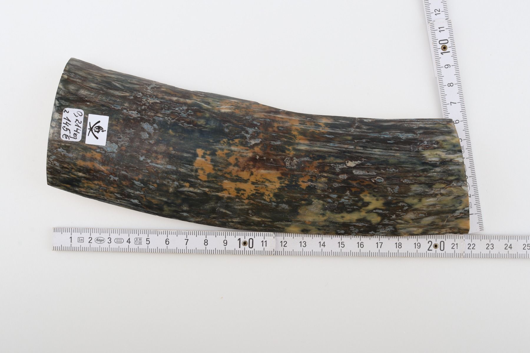 Blue-green mammoth bark