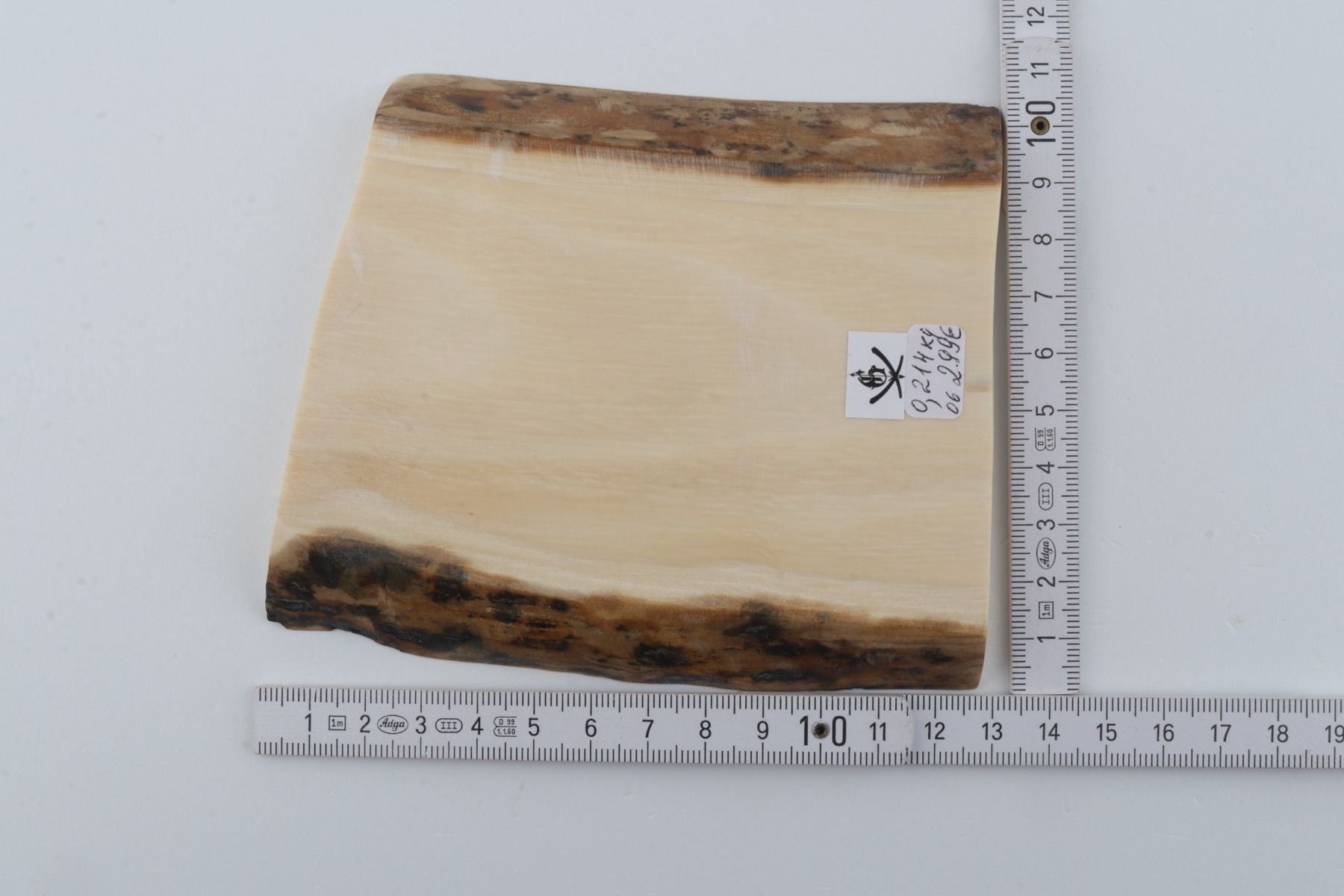 White mammoth ivory segment