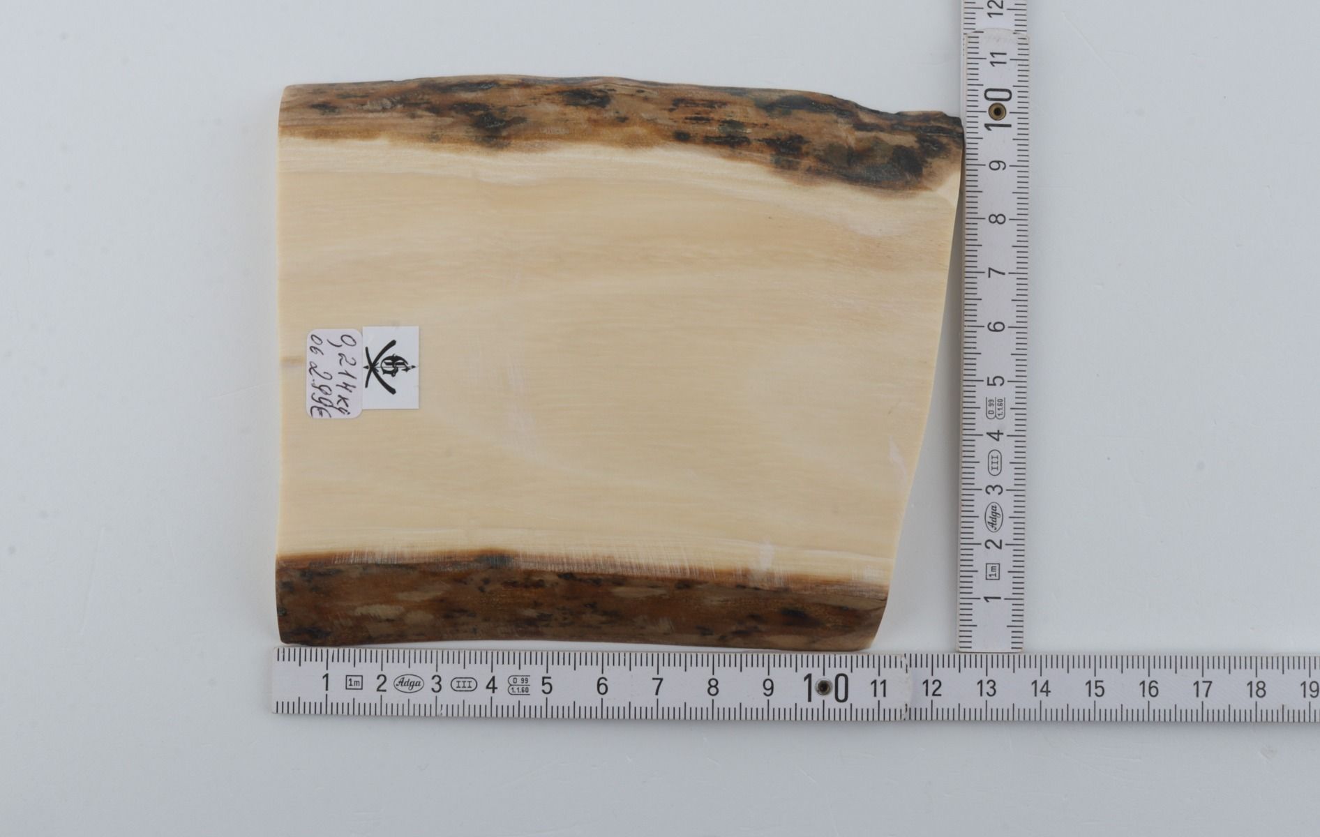 White mammoth ivory segment