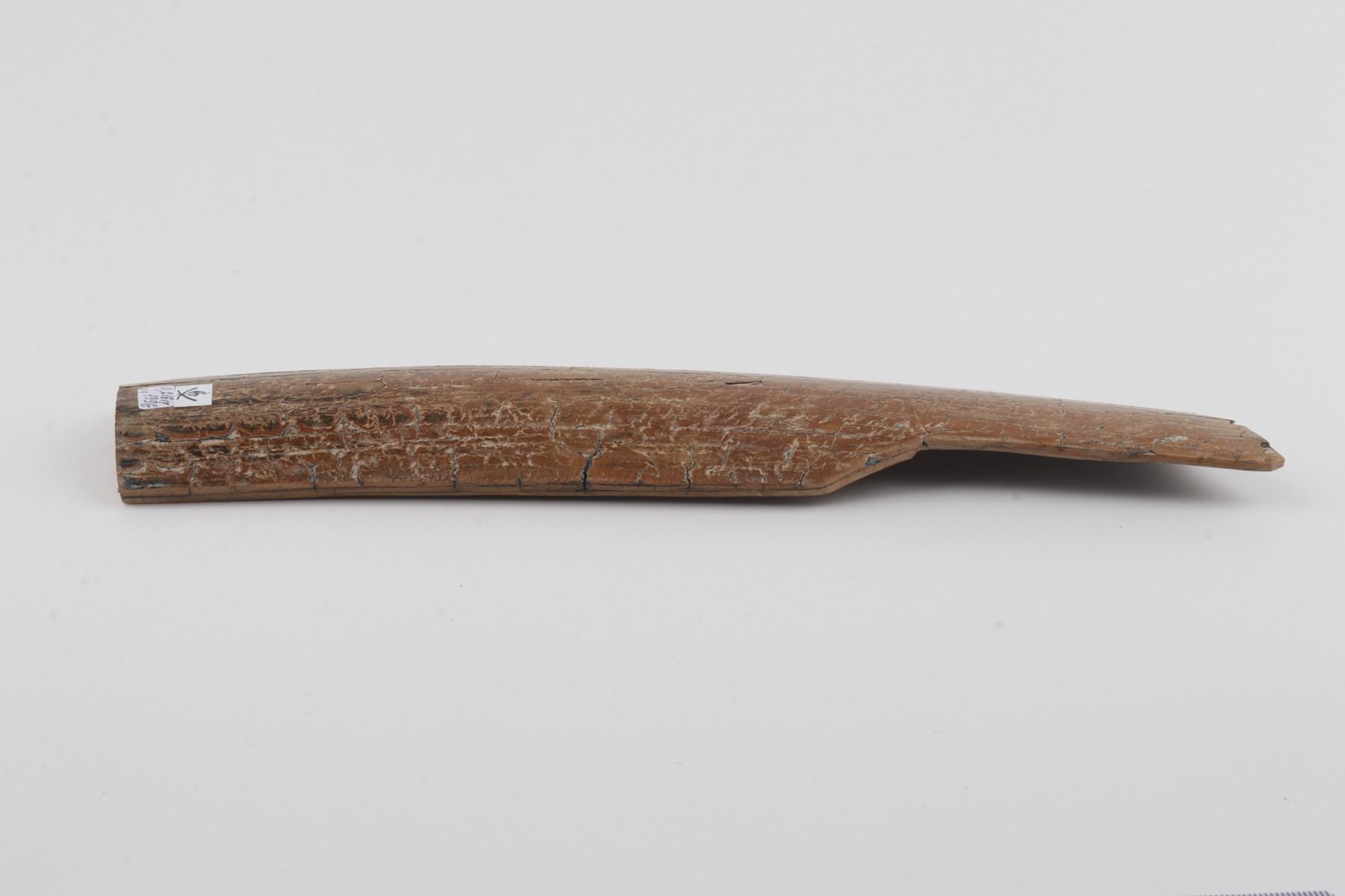 Beige mammoth bark