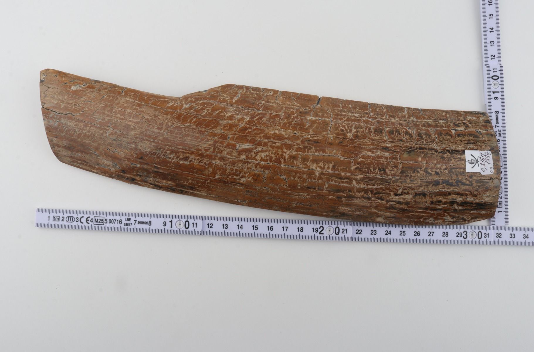 Beige mammoth bark