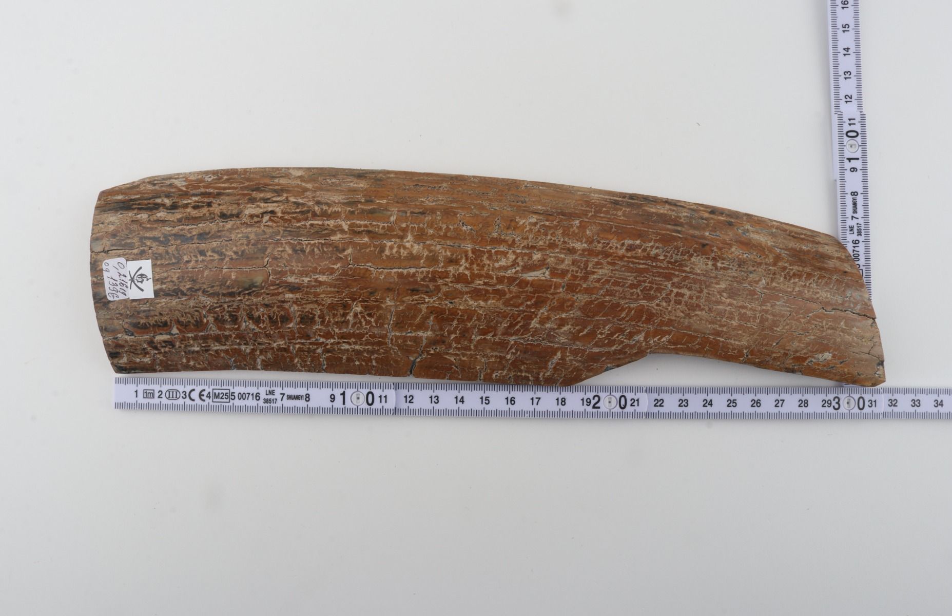 Beige mammoth bark