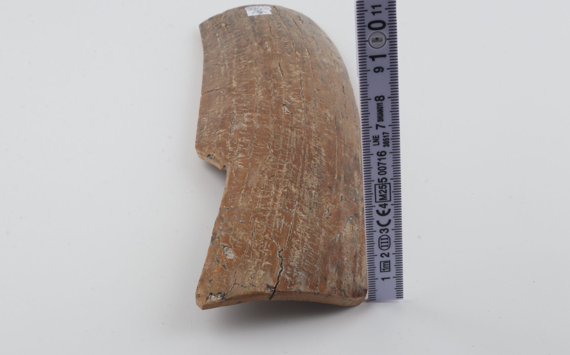 Beige mammoth bark