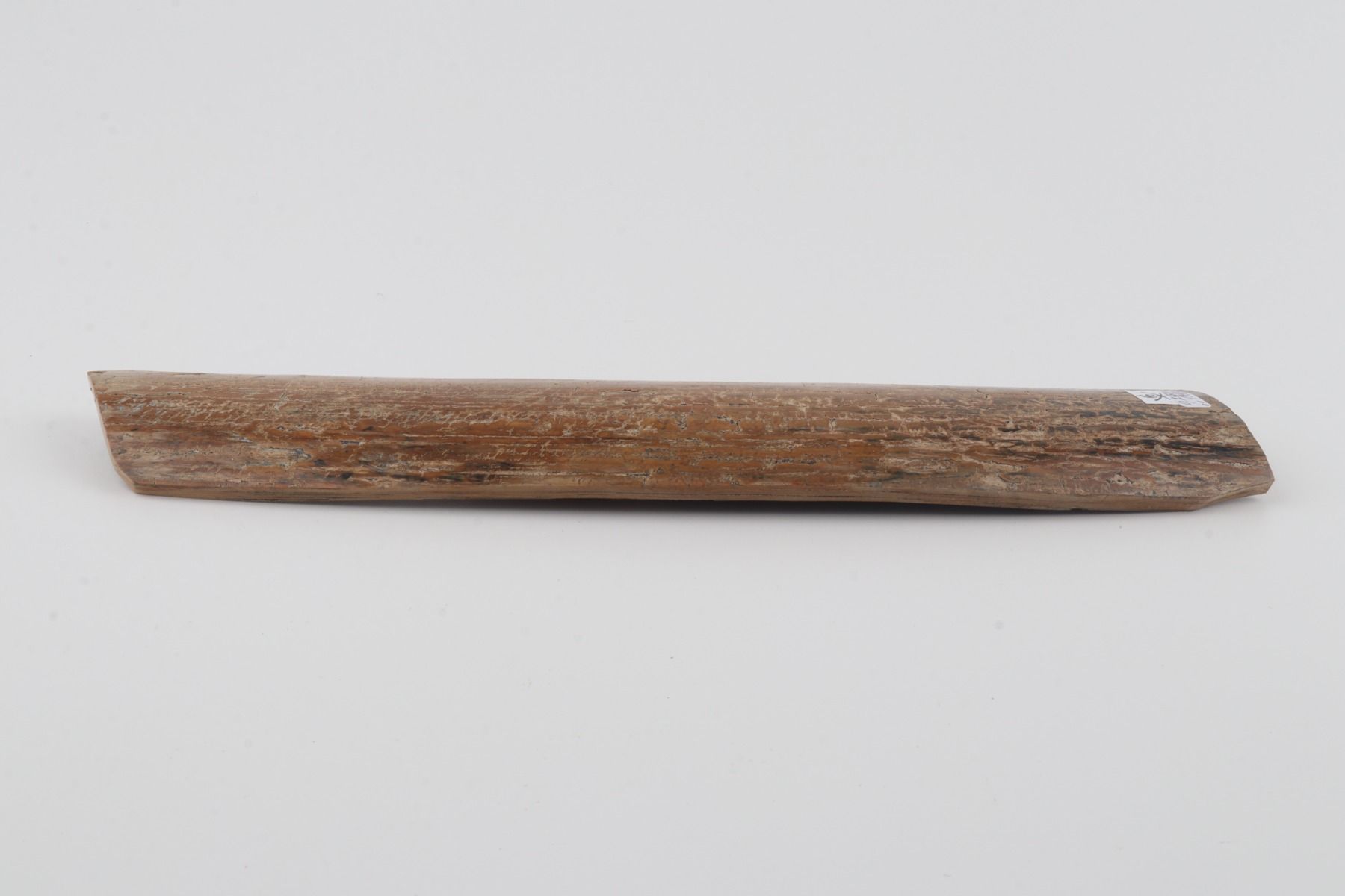Beige mammoth bark