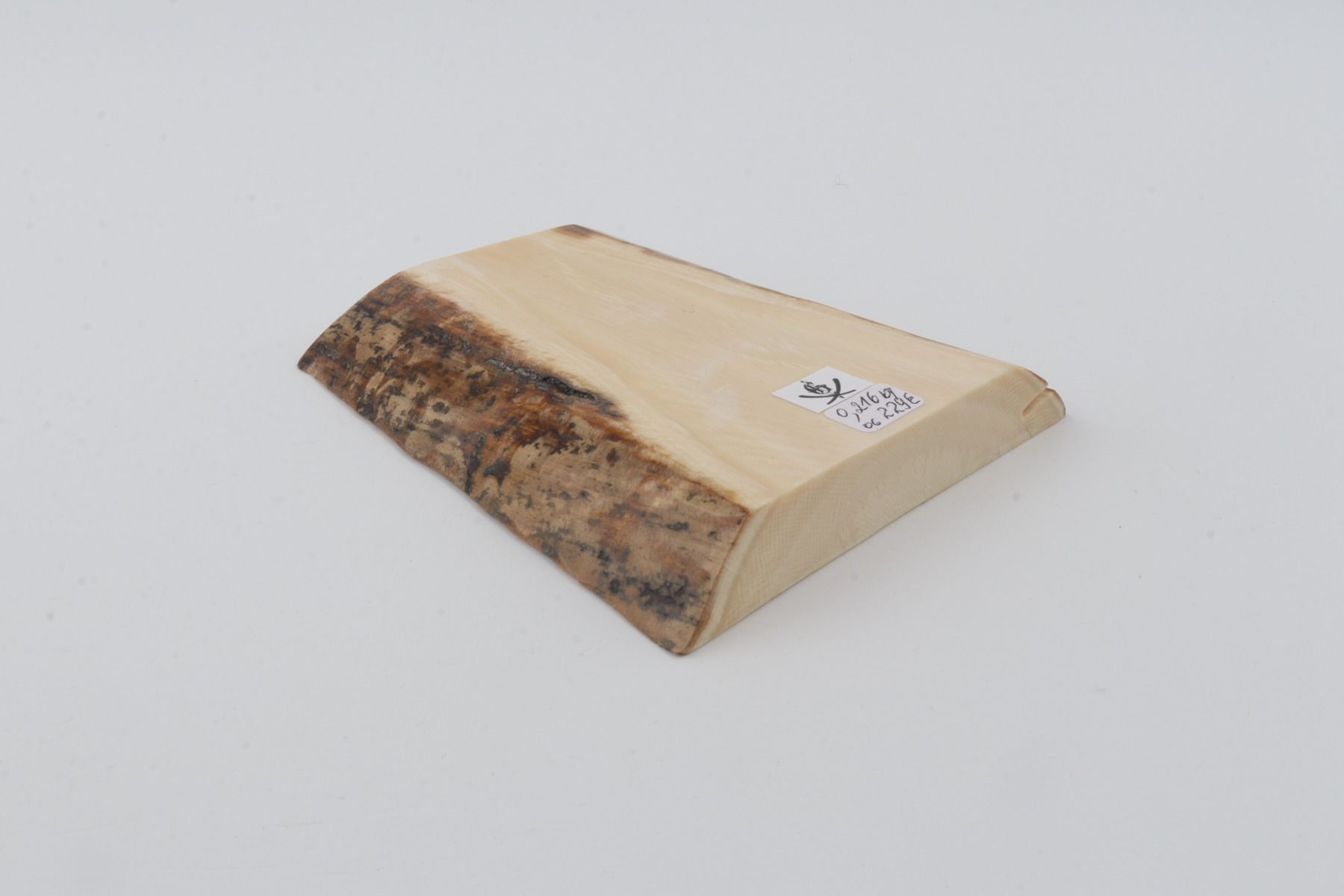 White mammoth ivory segment