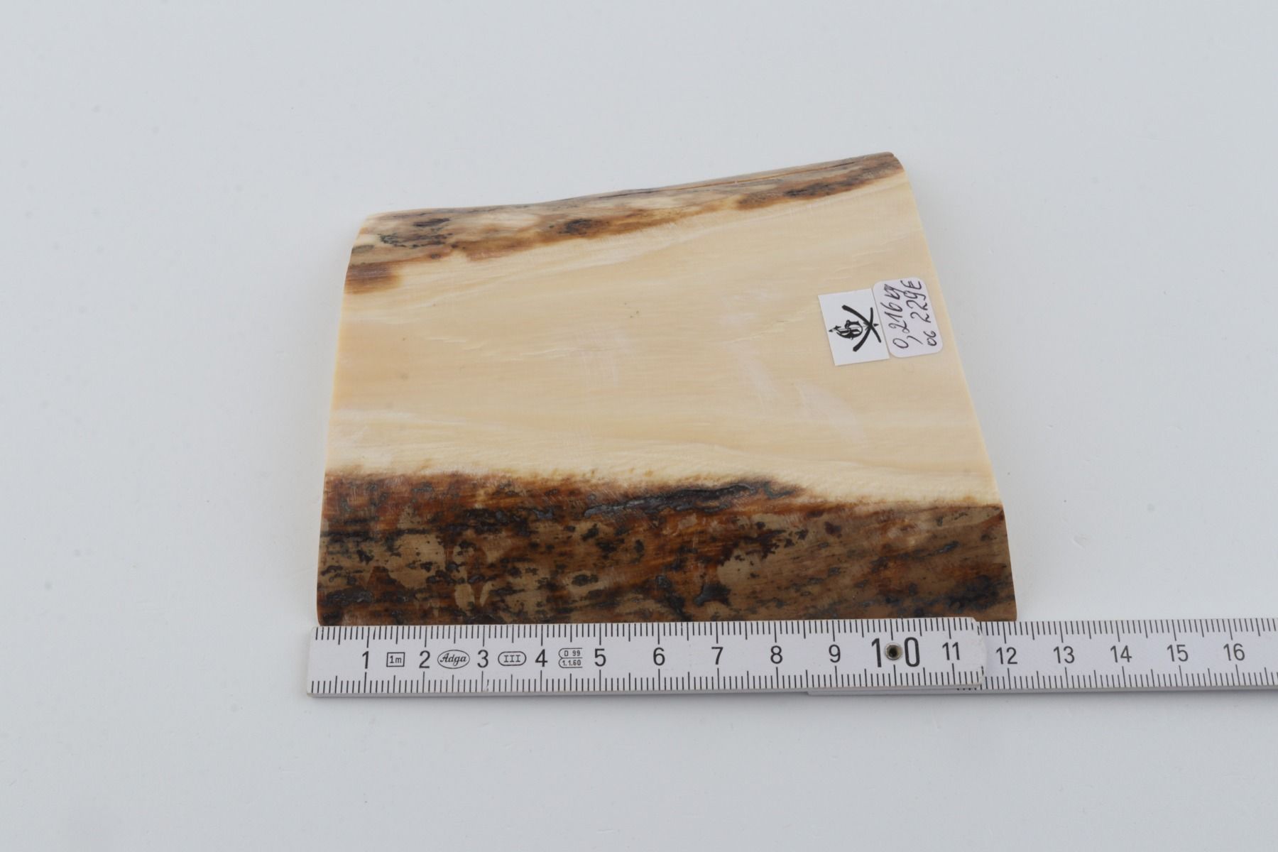 White mammoth ivory segment