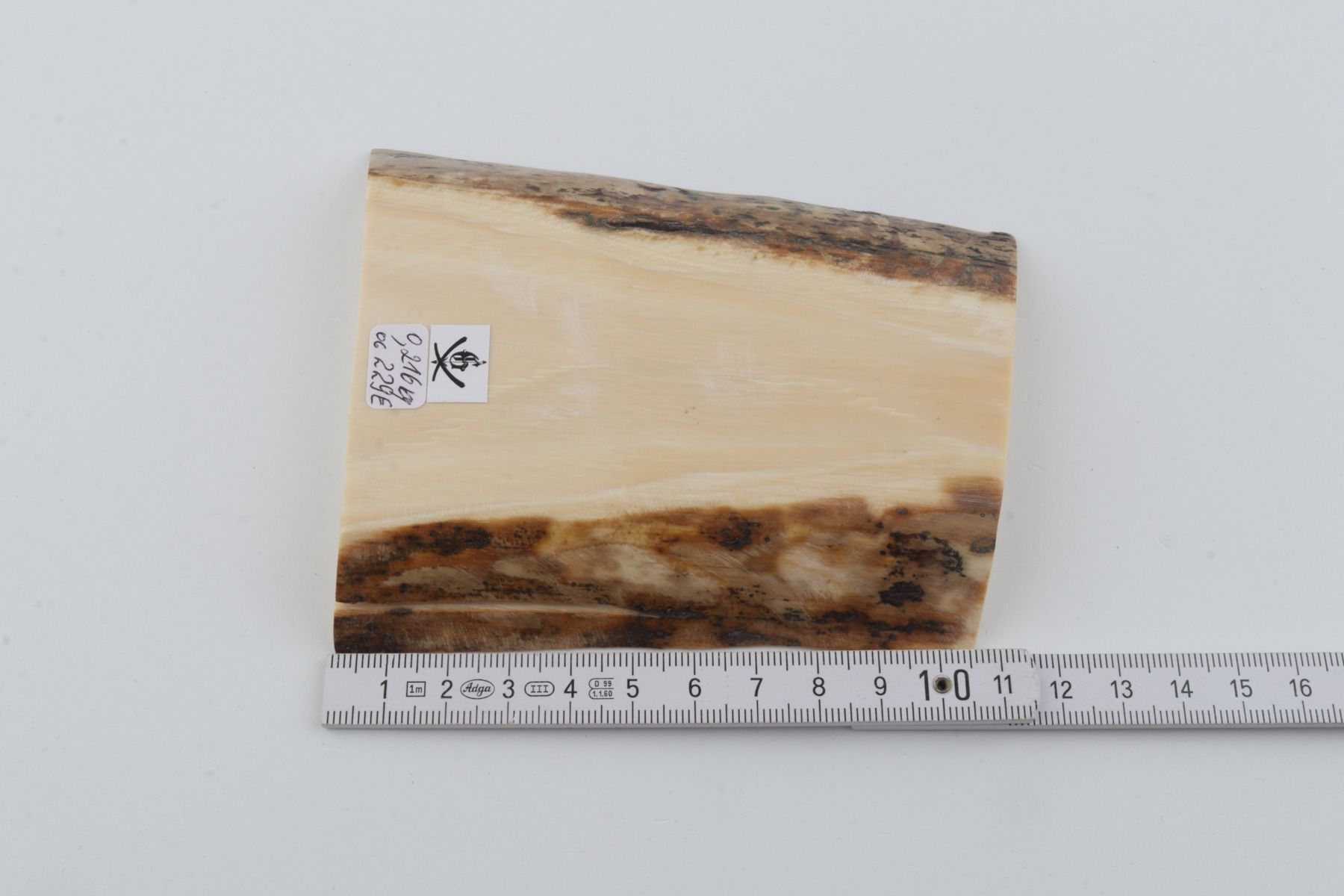 White mammoth ivory segment