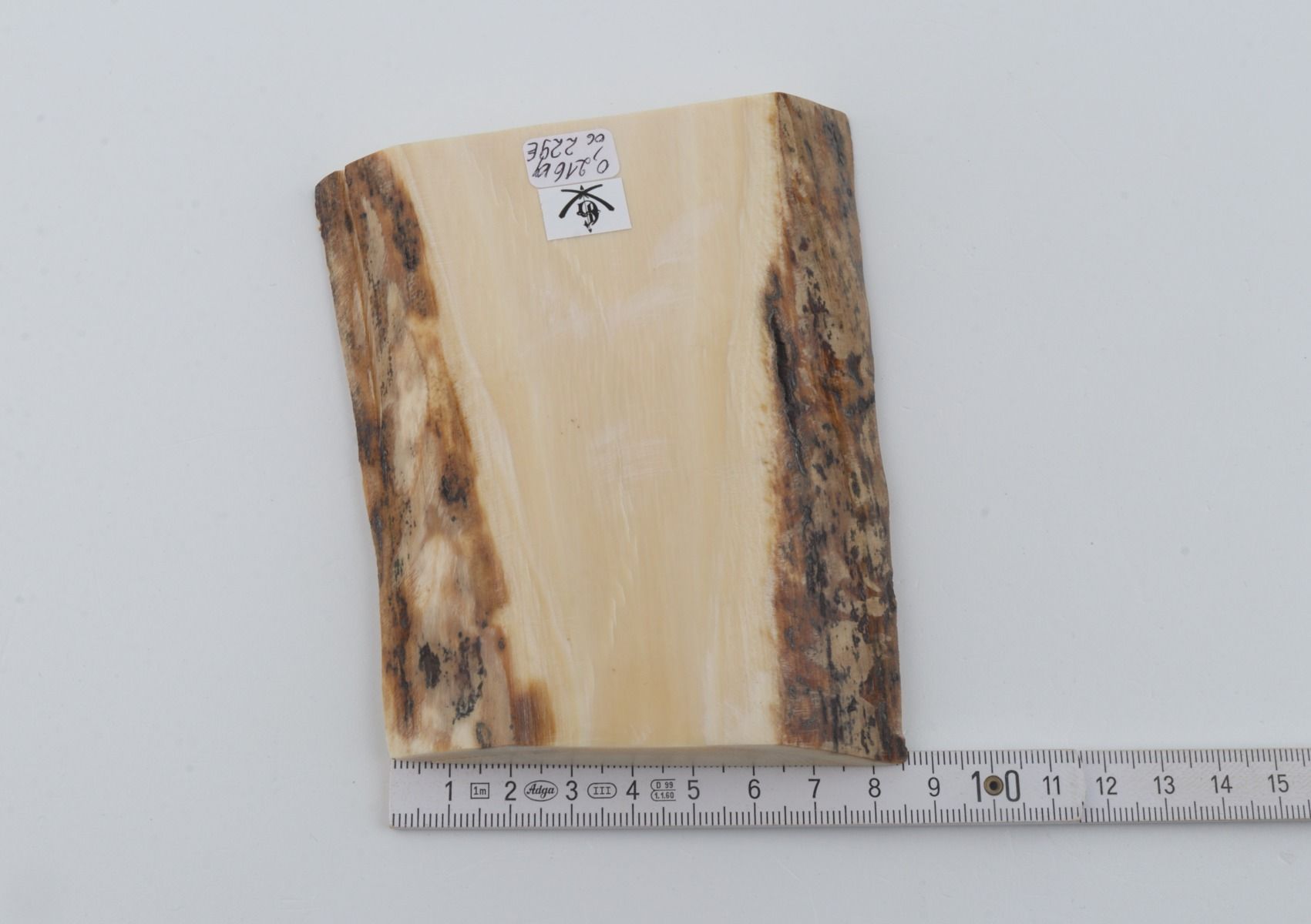 White mammoth ivory segment