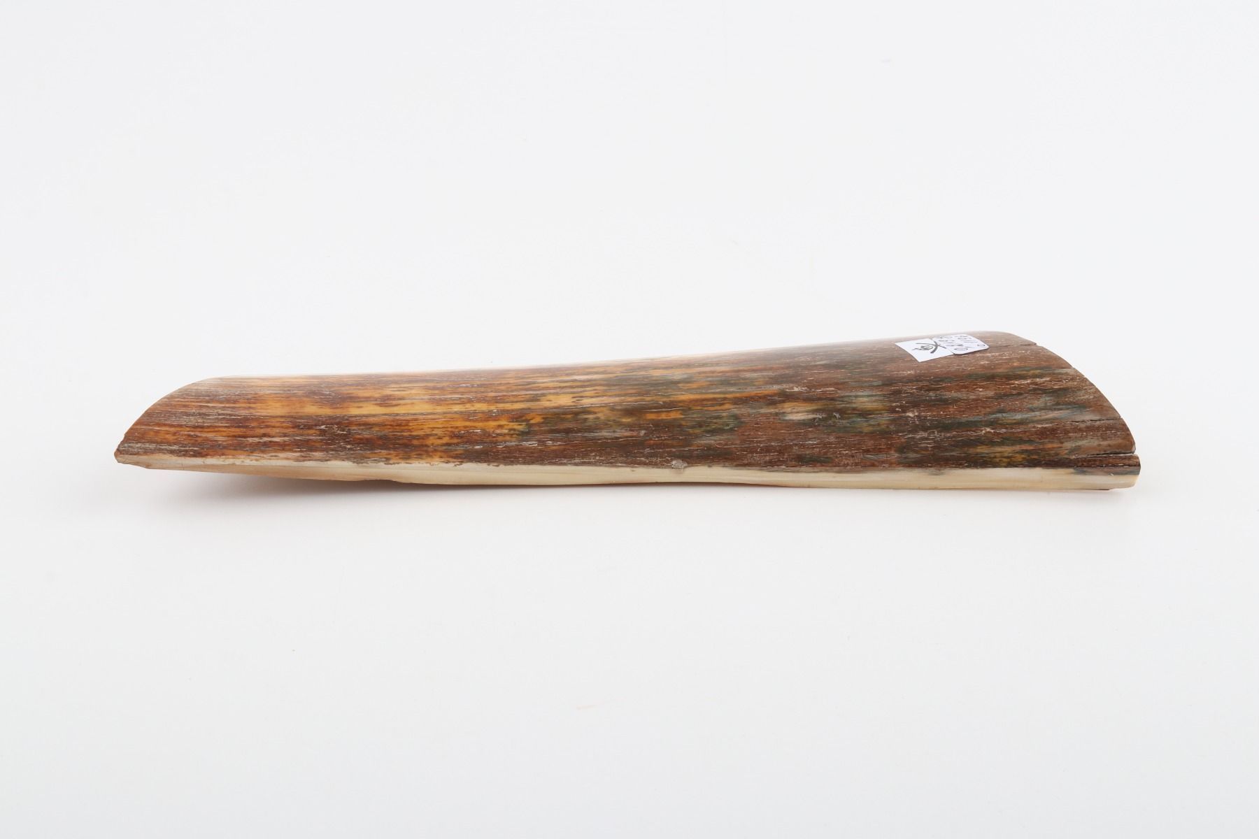 Brown-orange mammoth bark