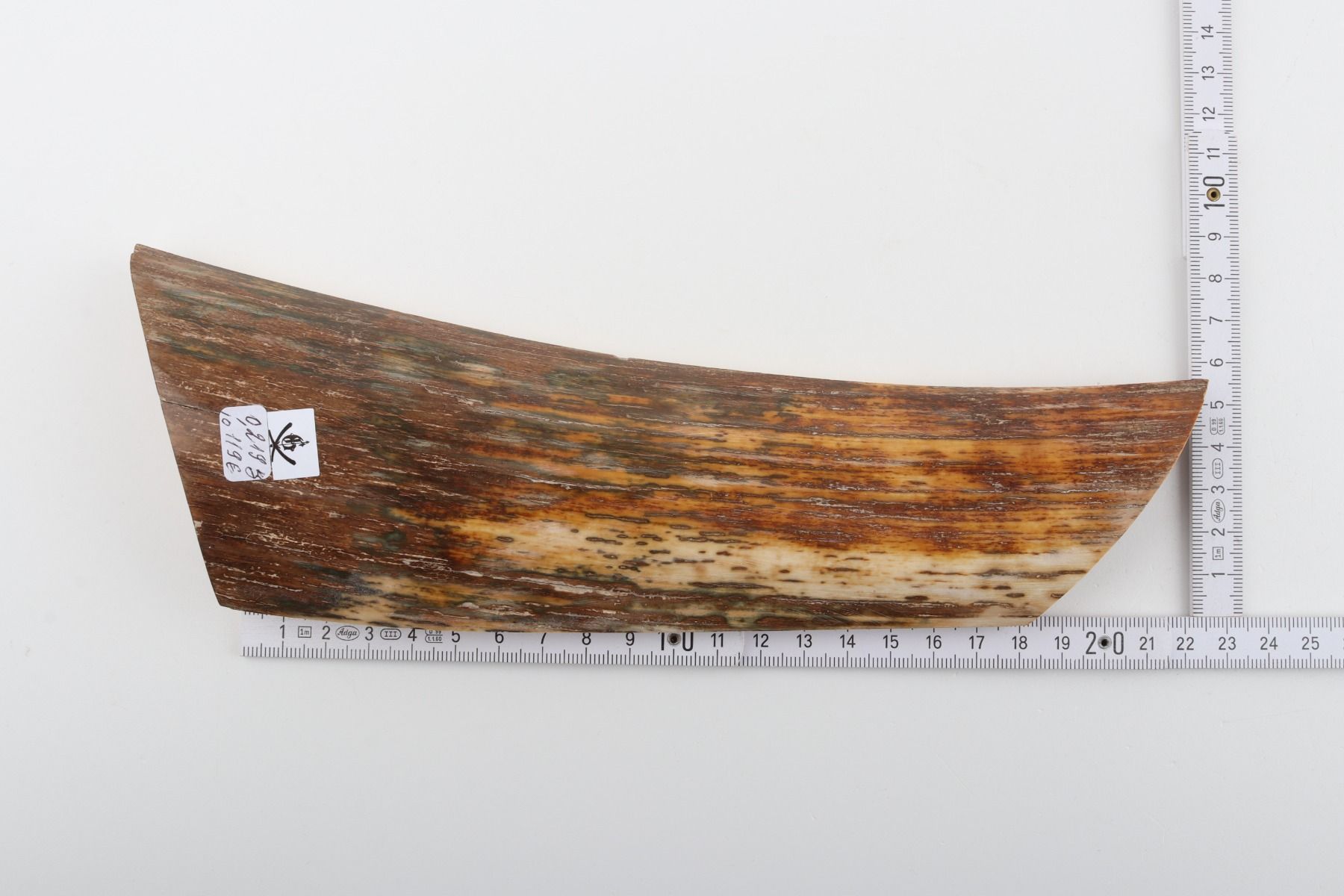 Brown-orange mammoth bark
