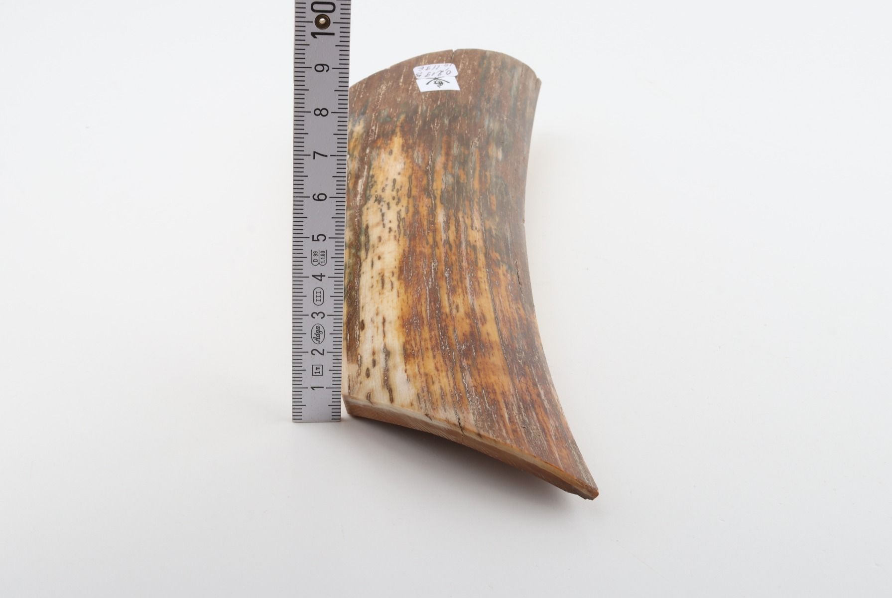 Brown-orange mammoth bark