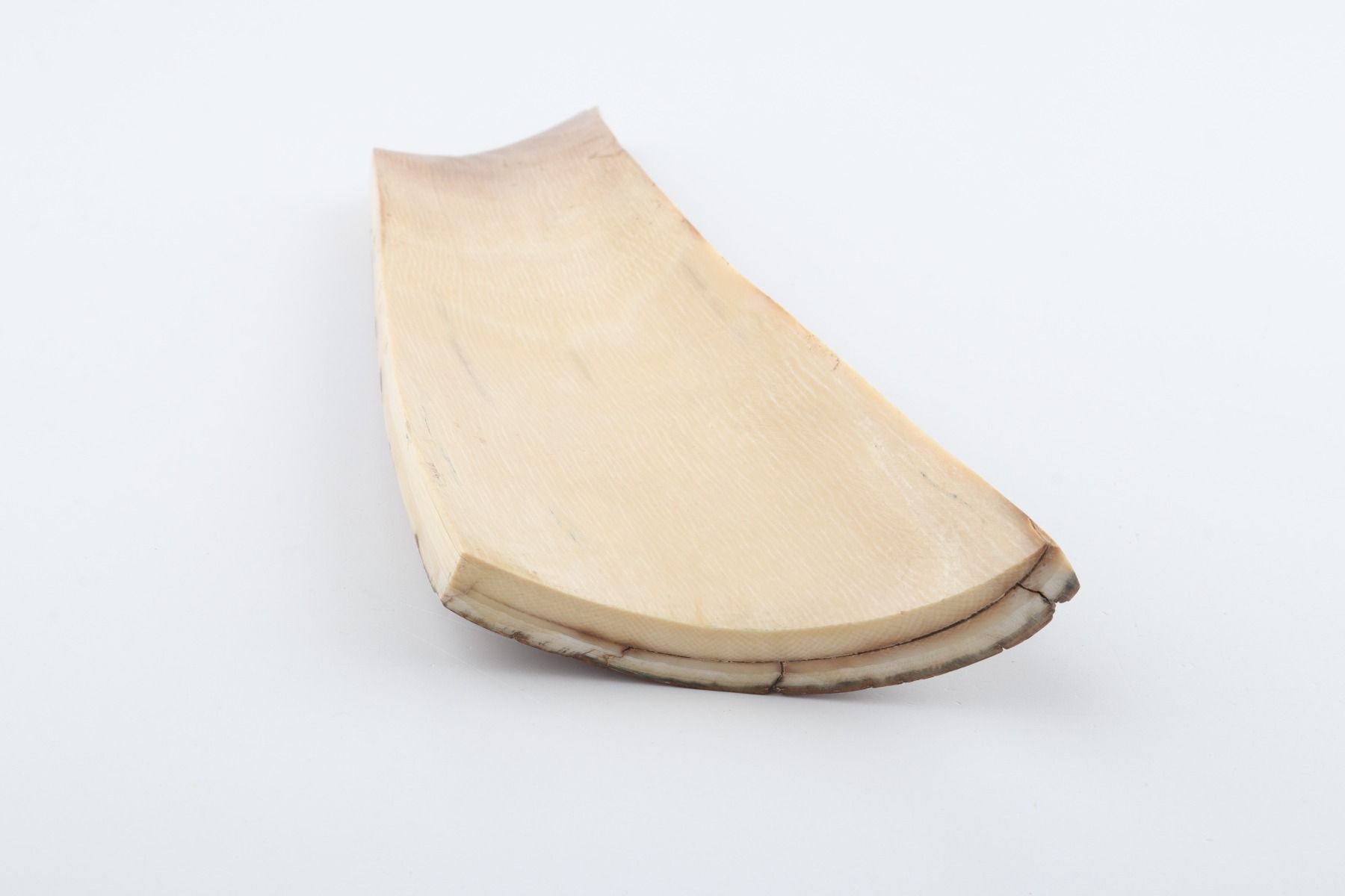 Brown-orange mammoth bark