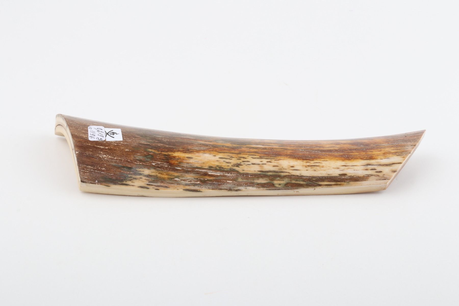 Brown-orange mammoth bark