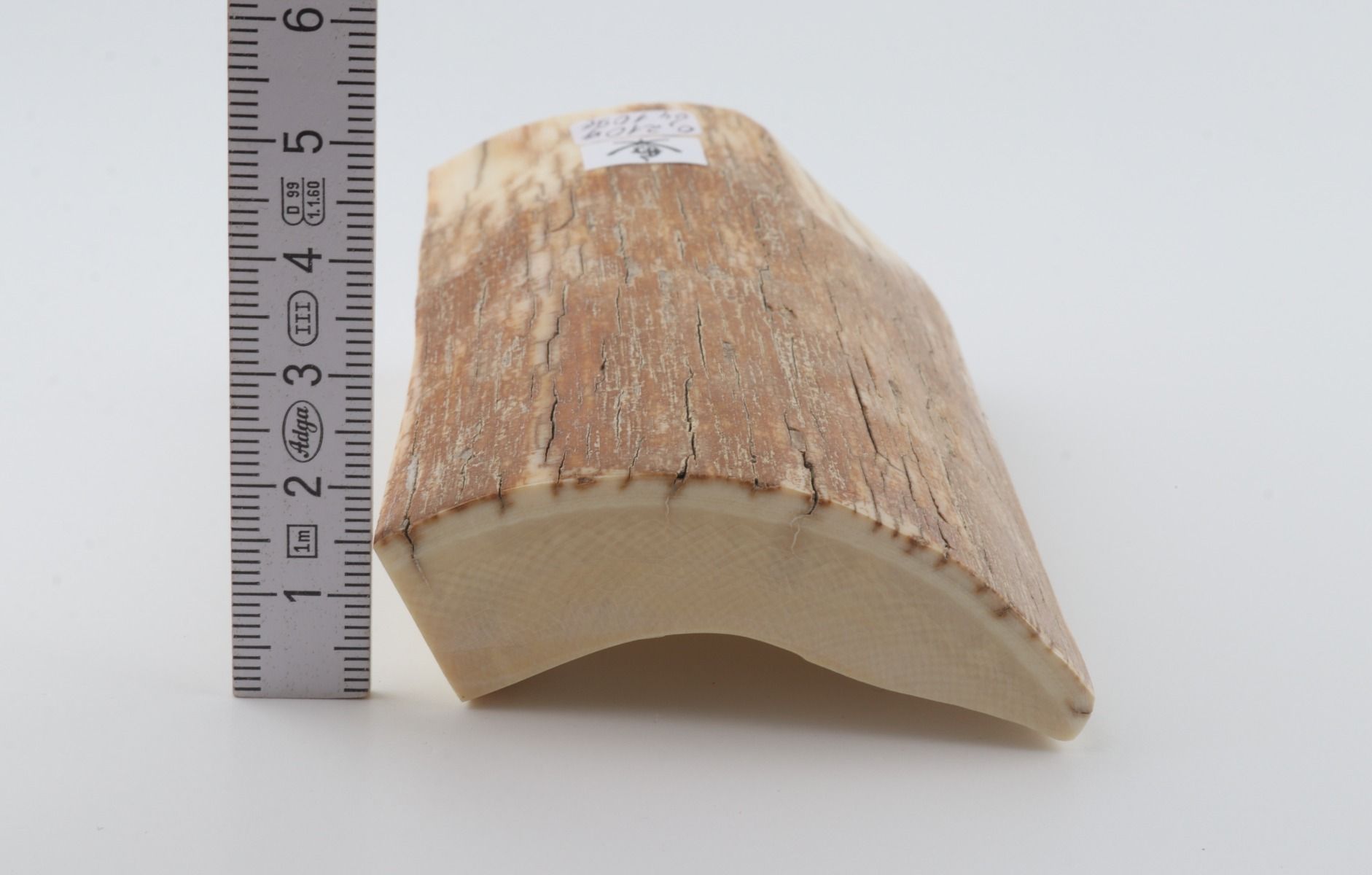 Natural mammoth ivory piece