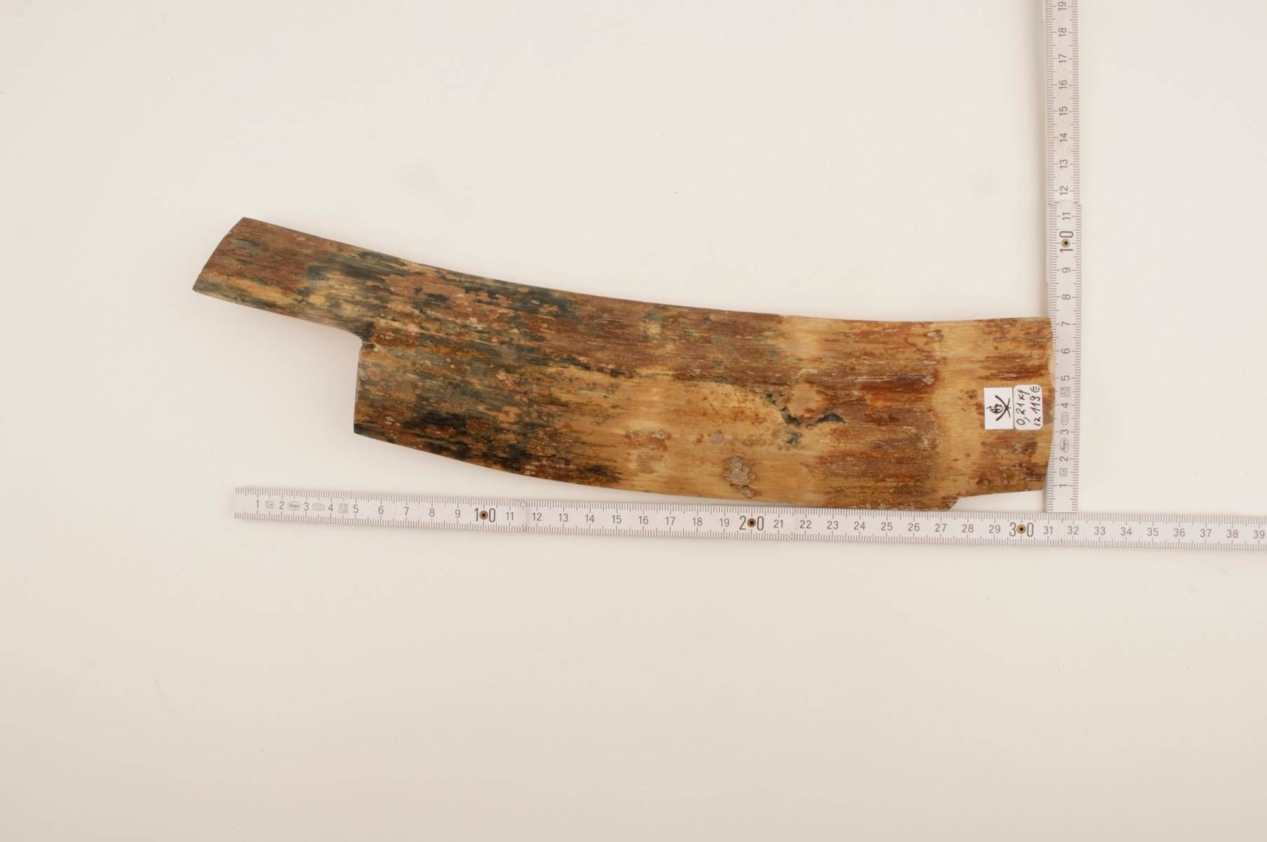Beige-blue mammoth bark