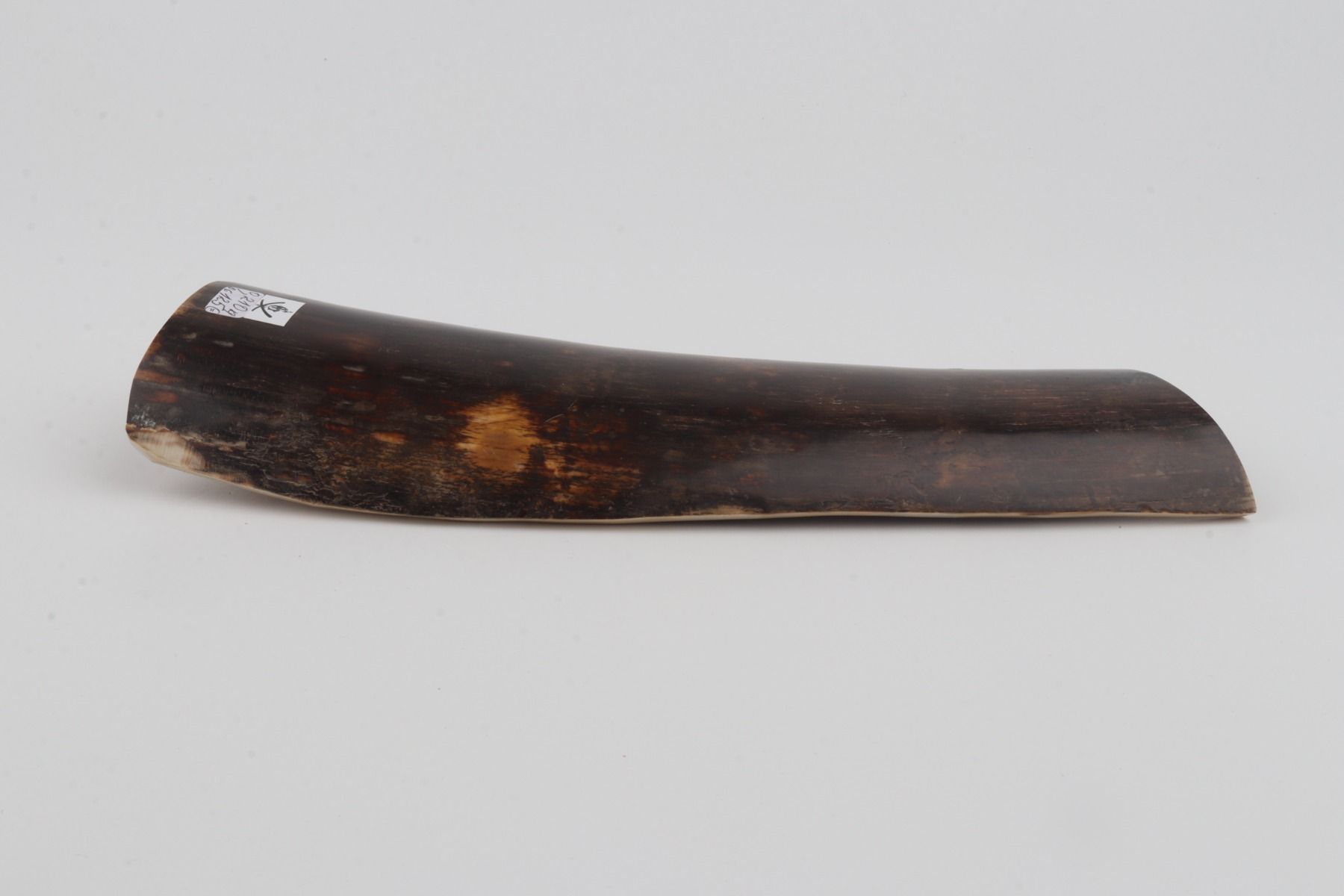 Brown mammoth bark