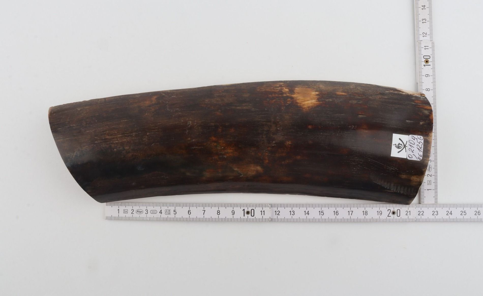 Brown mammoth bark