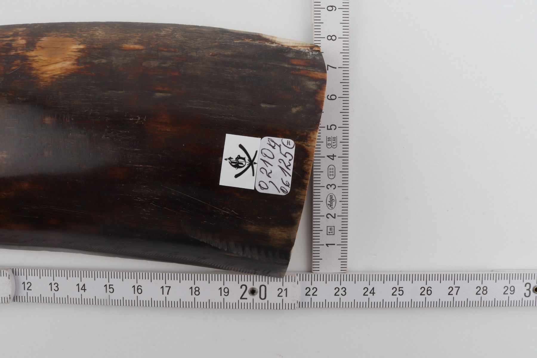 Brown mammoth bark