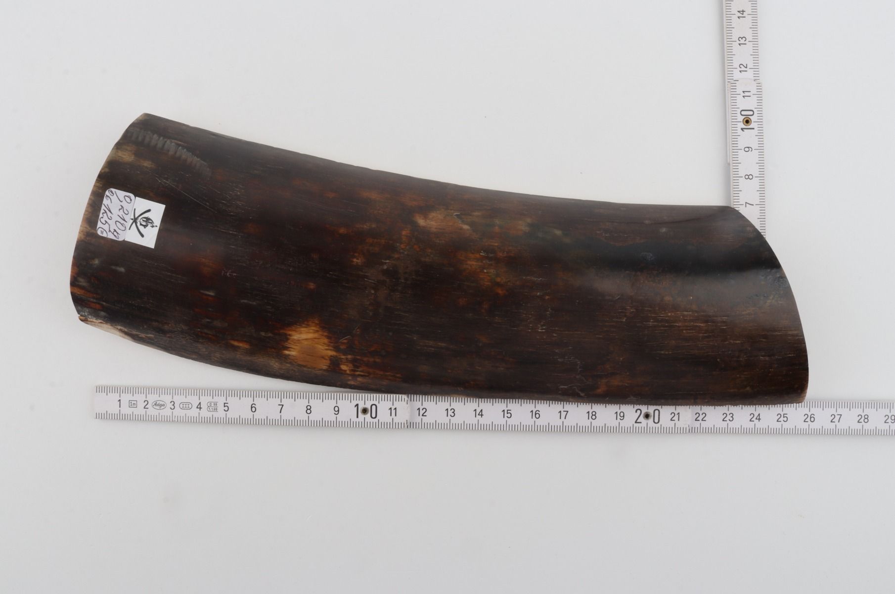 Brown mammoth bark
