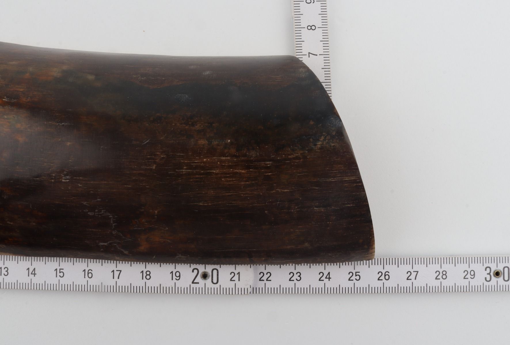 Brown mammoth bark
