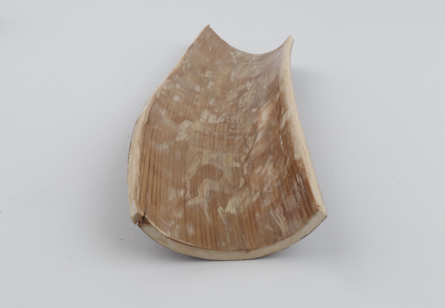 Brown mammoth bark