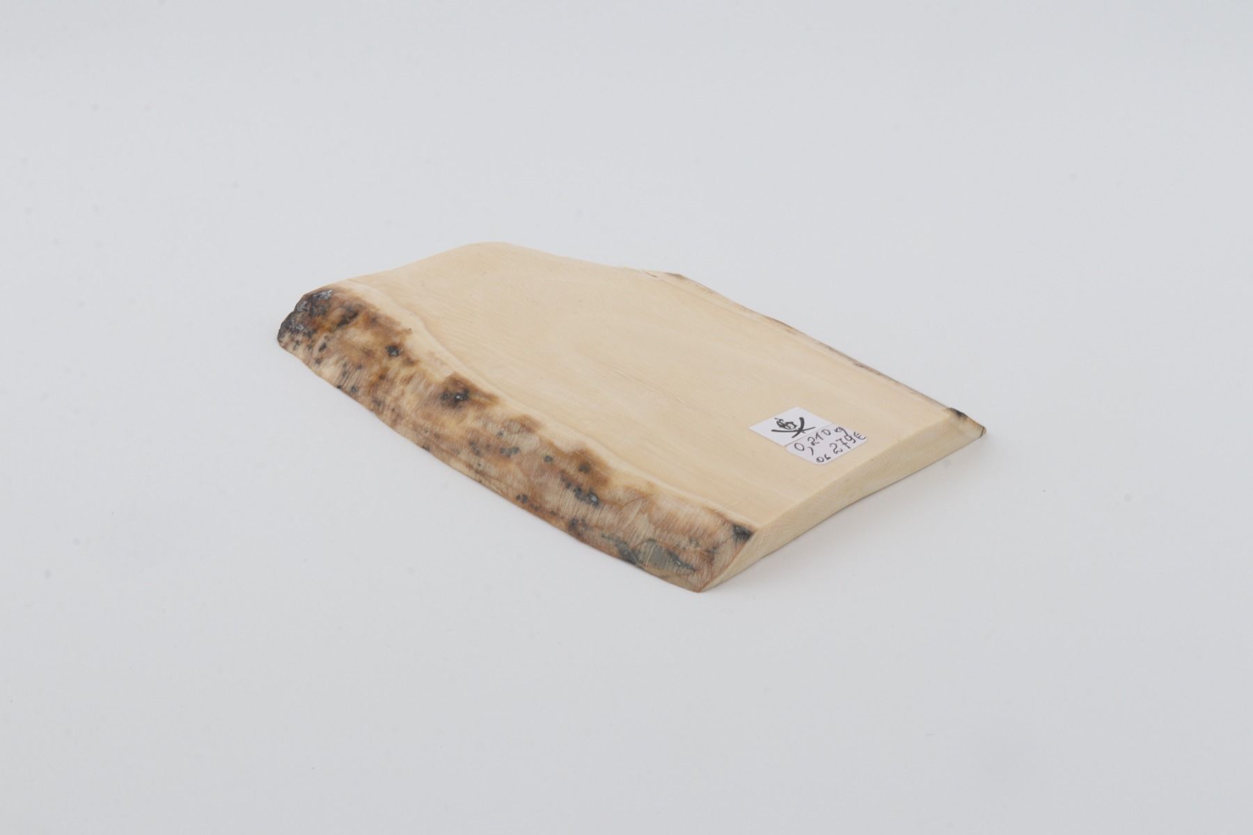 White mammoth ivory segment