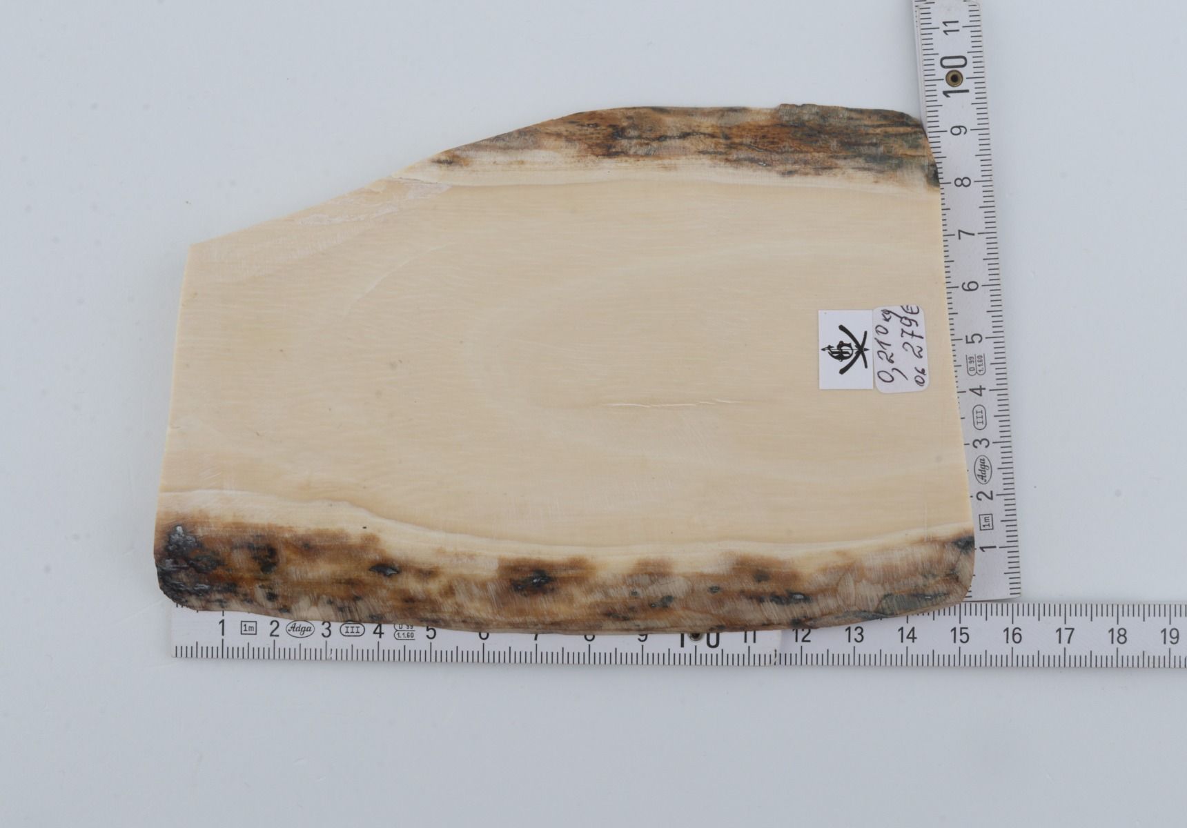 White mammoth ivory segment