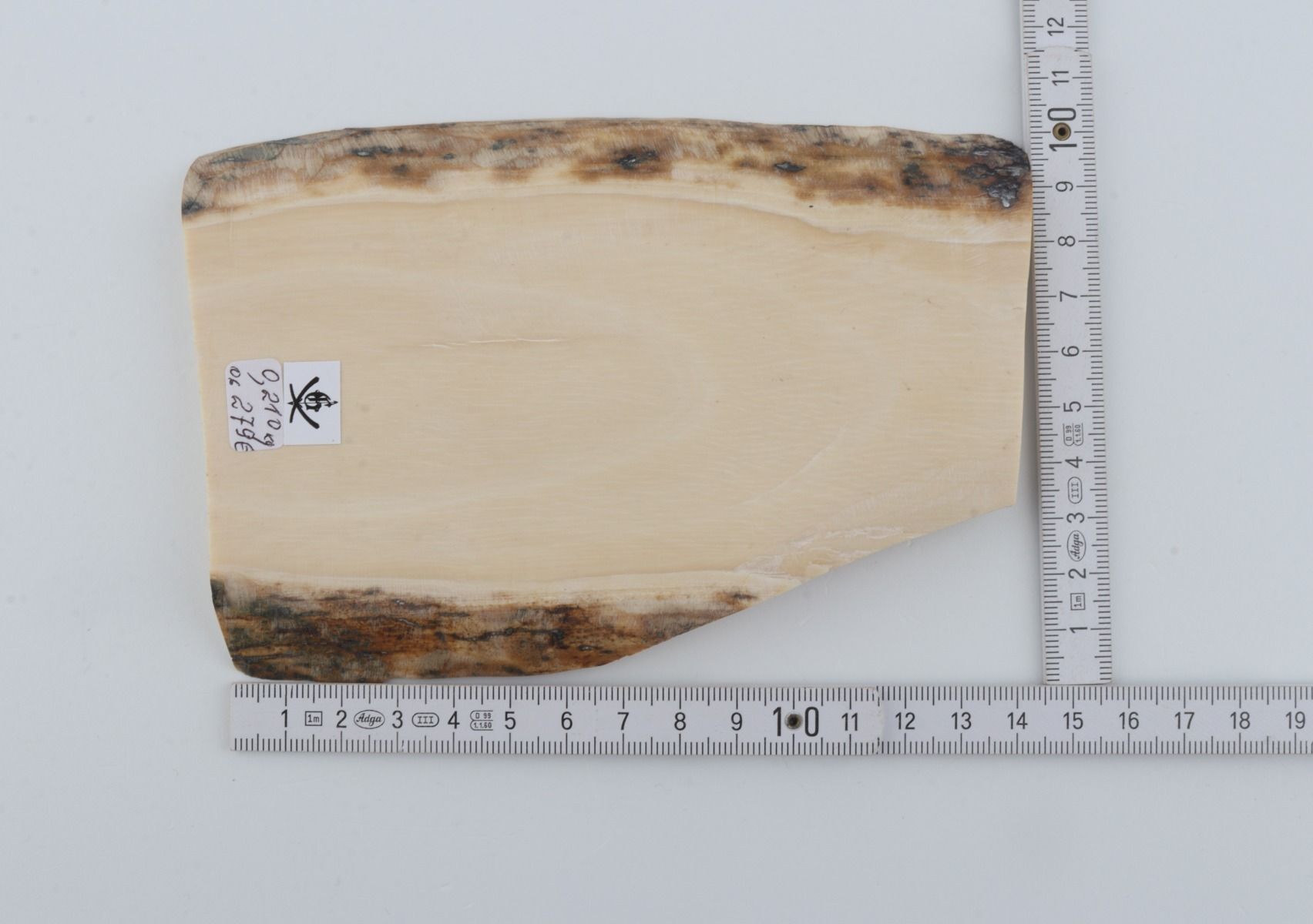 White mammoth ivory segment