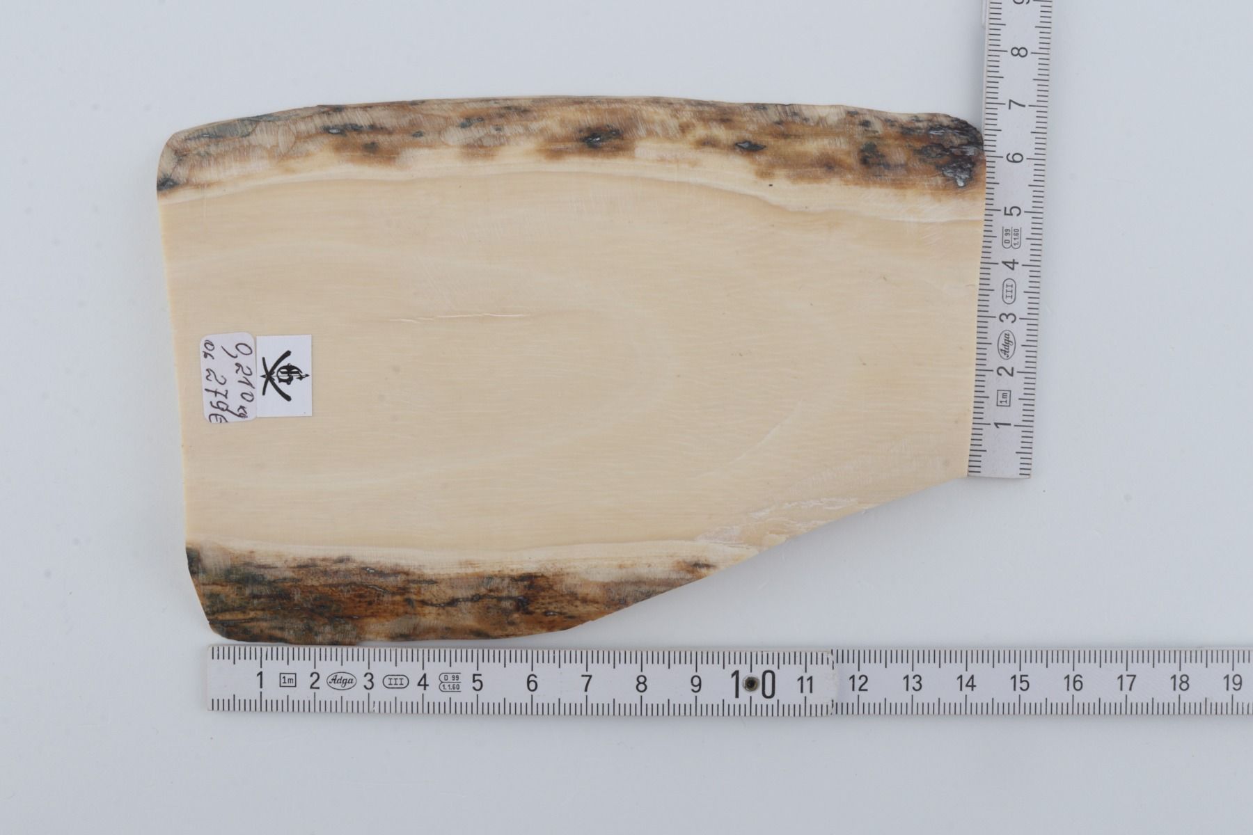 White mammoth ivory segment