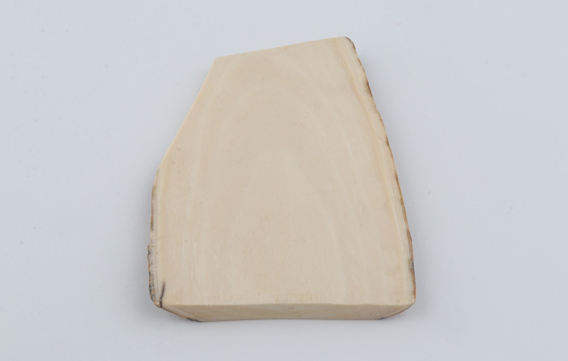 White mammoth ivory segment