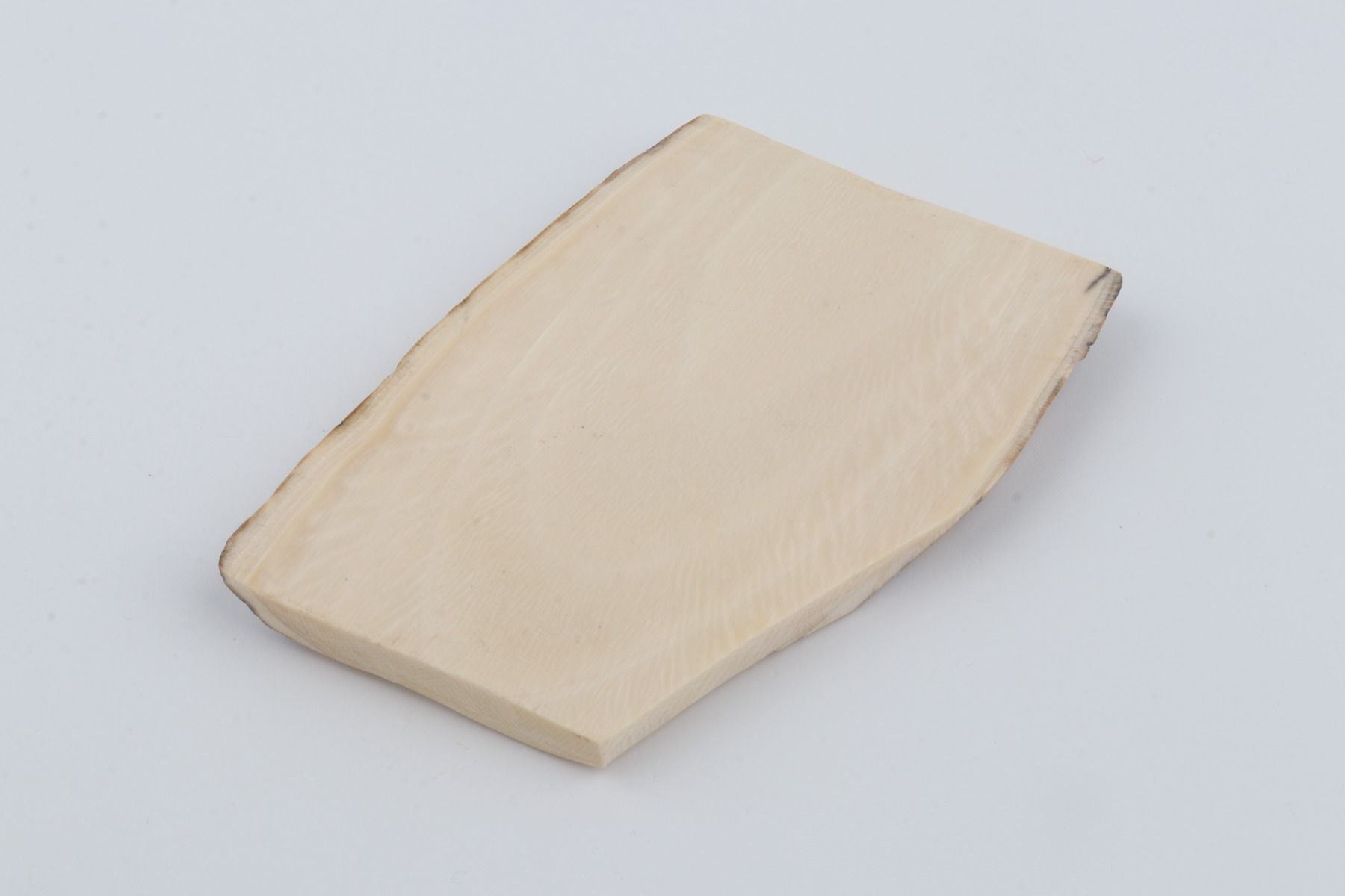 White mammoth ivory segment