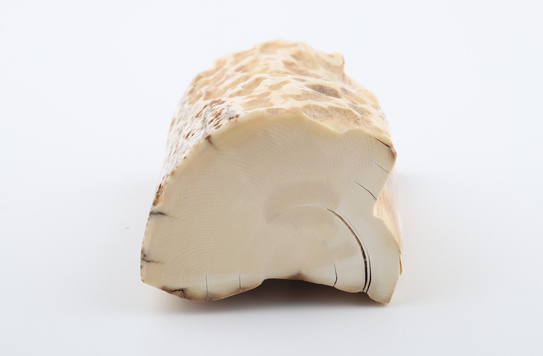 Natural mammoth ivory piece