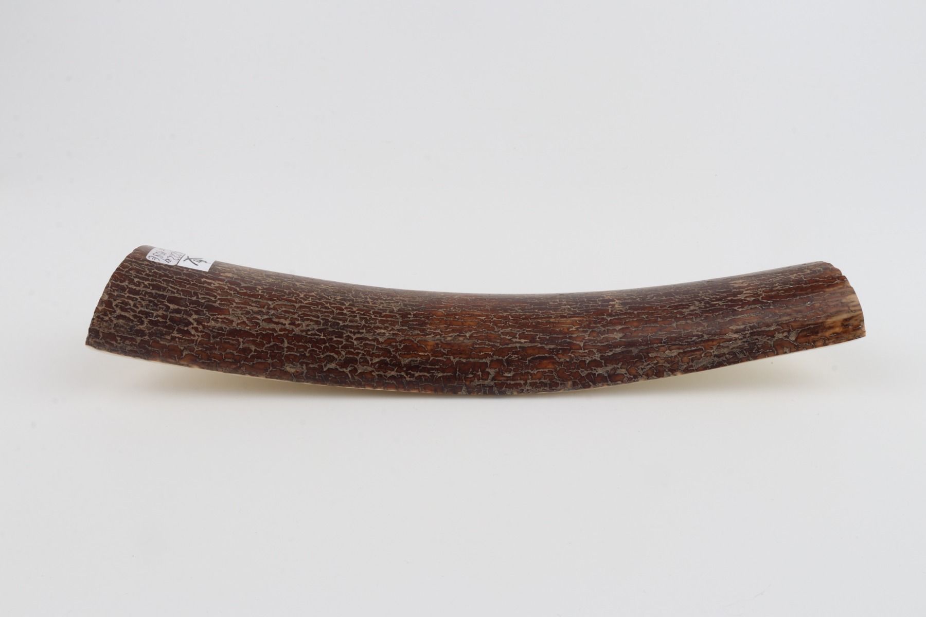 Brown mammoth bark