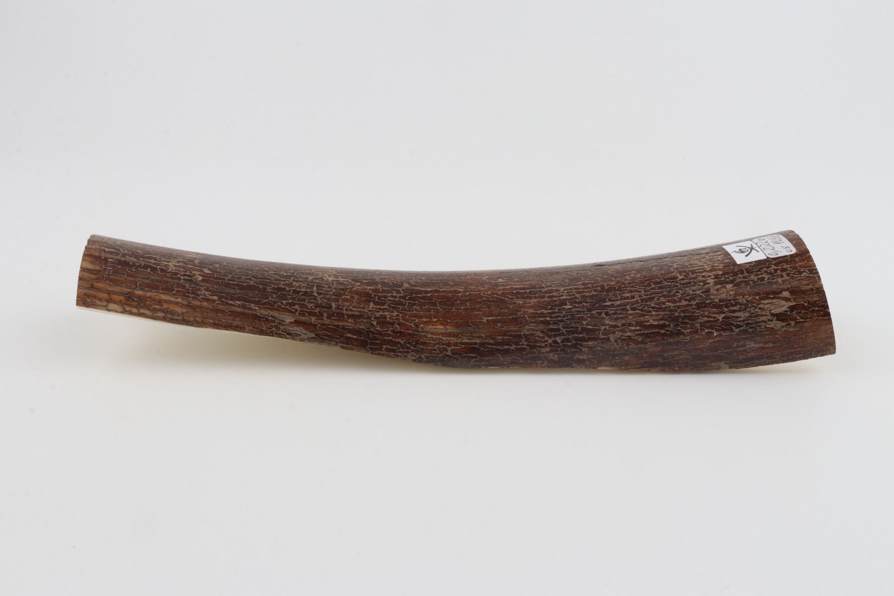 Brown mammoth bark