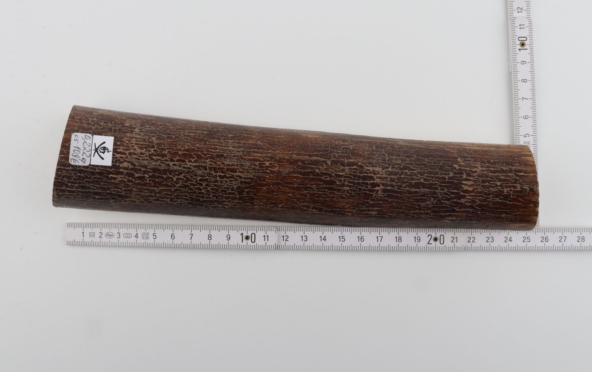 Brown mammoth bark