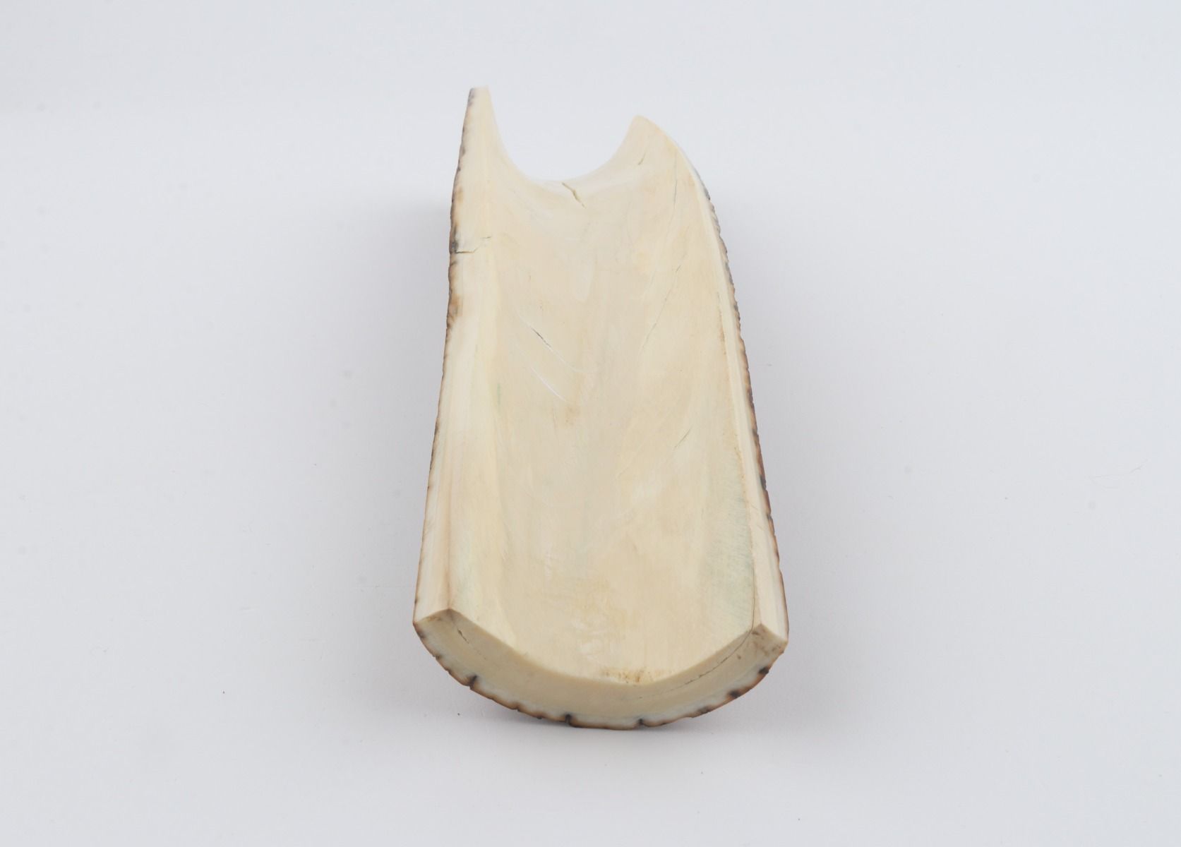 Brown mammoth bark