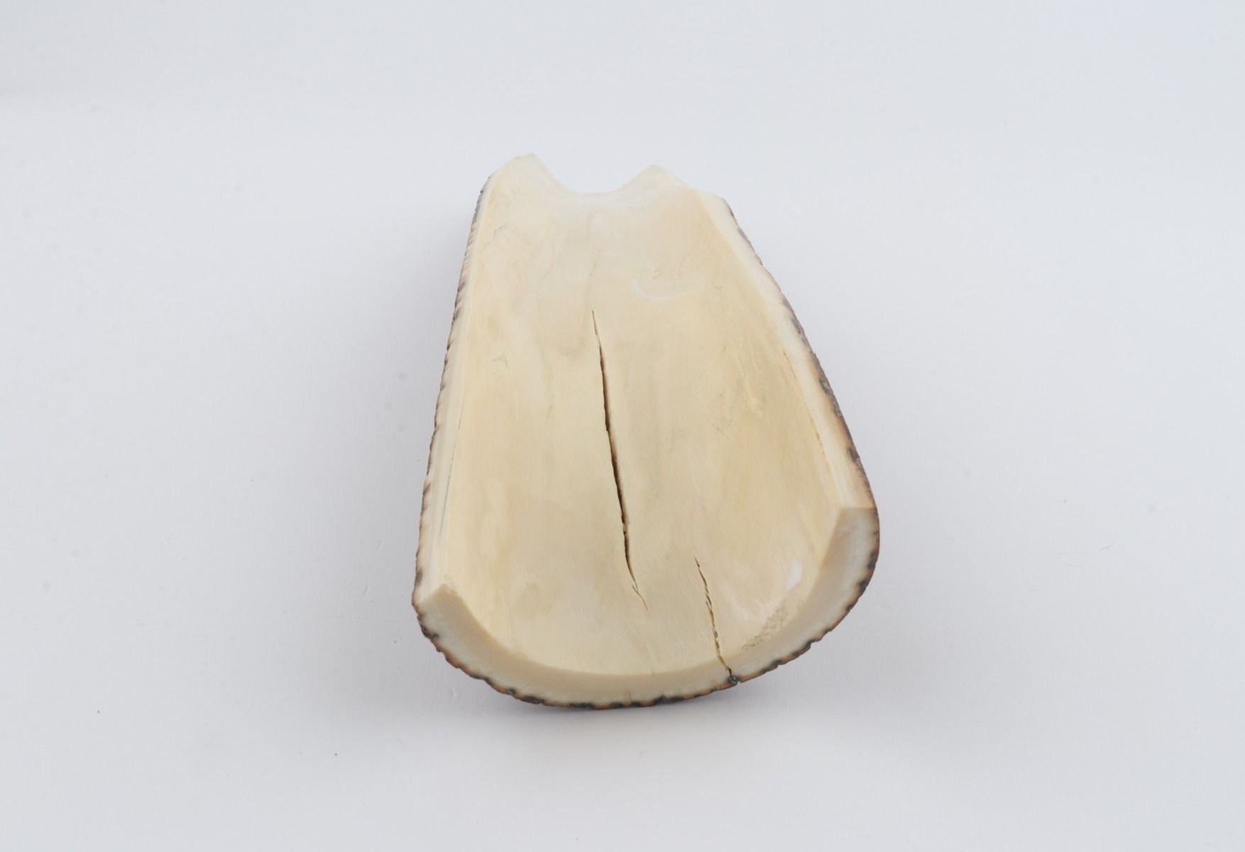 Brown mammoth bark