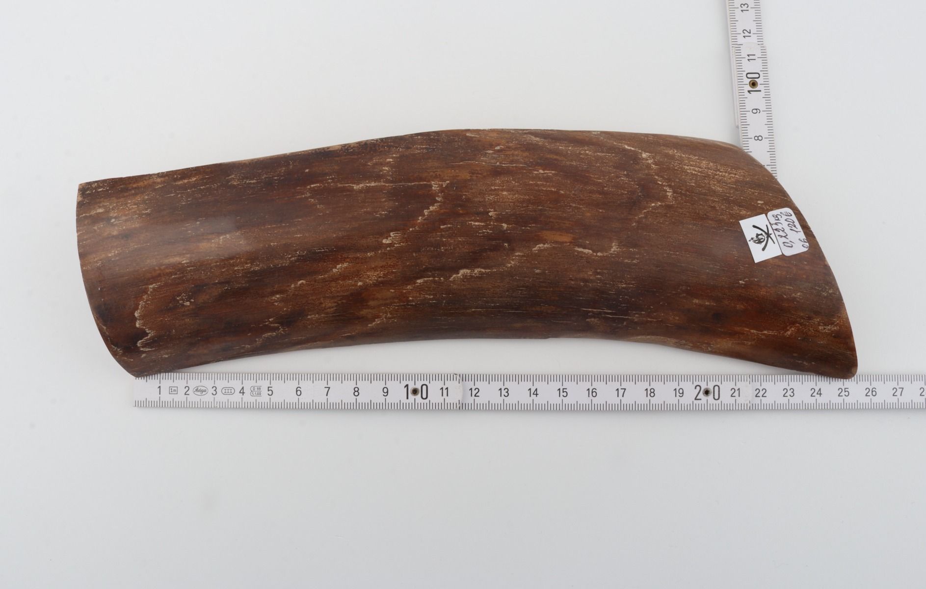 Brown mammoth bark