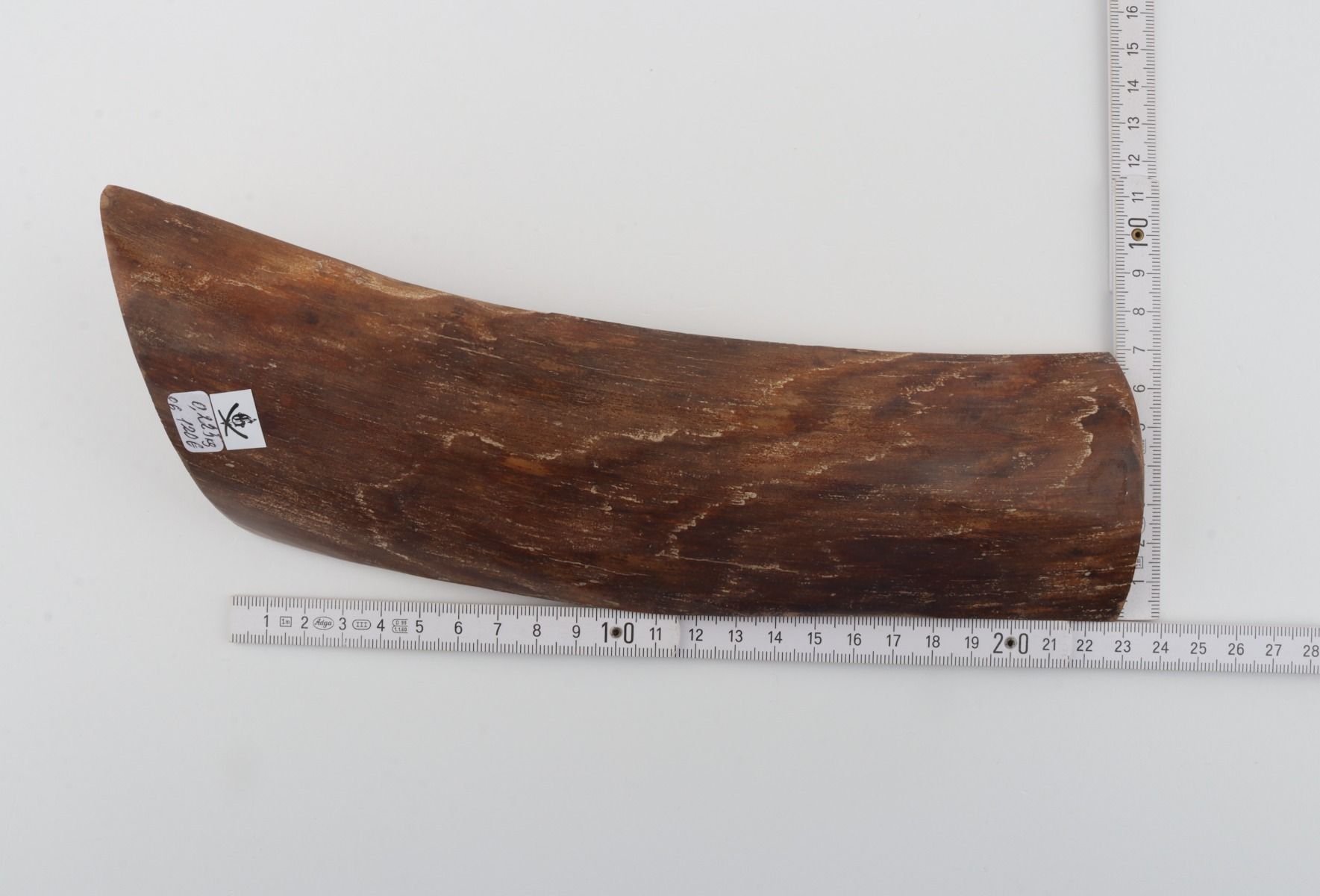 Brown mammoth bark