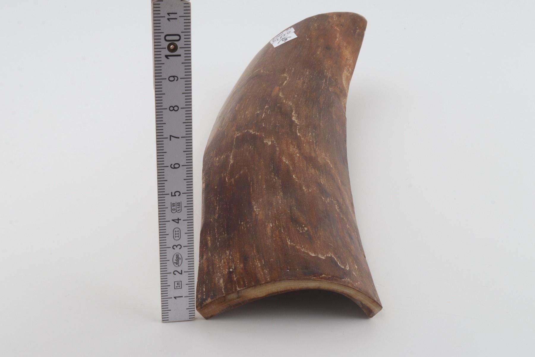 Brown mammoth bark