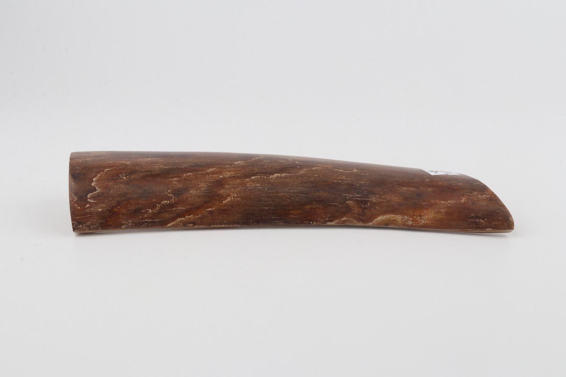 Brown mammoth bark