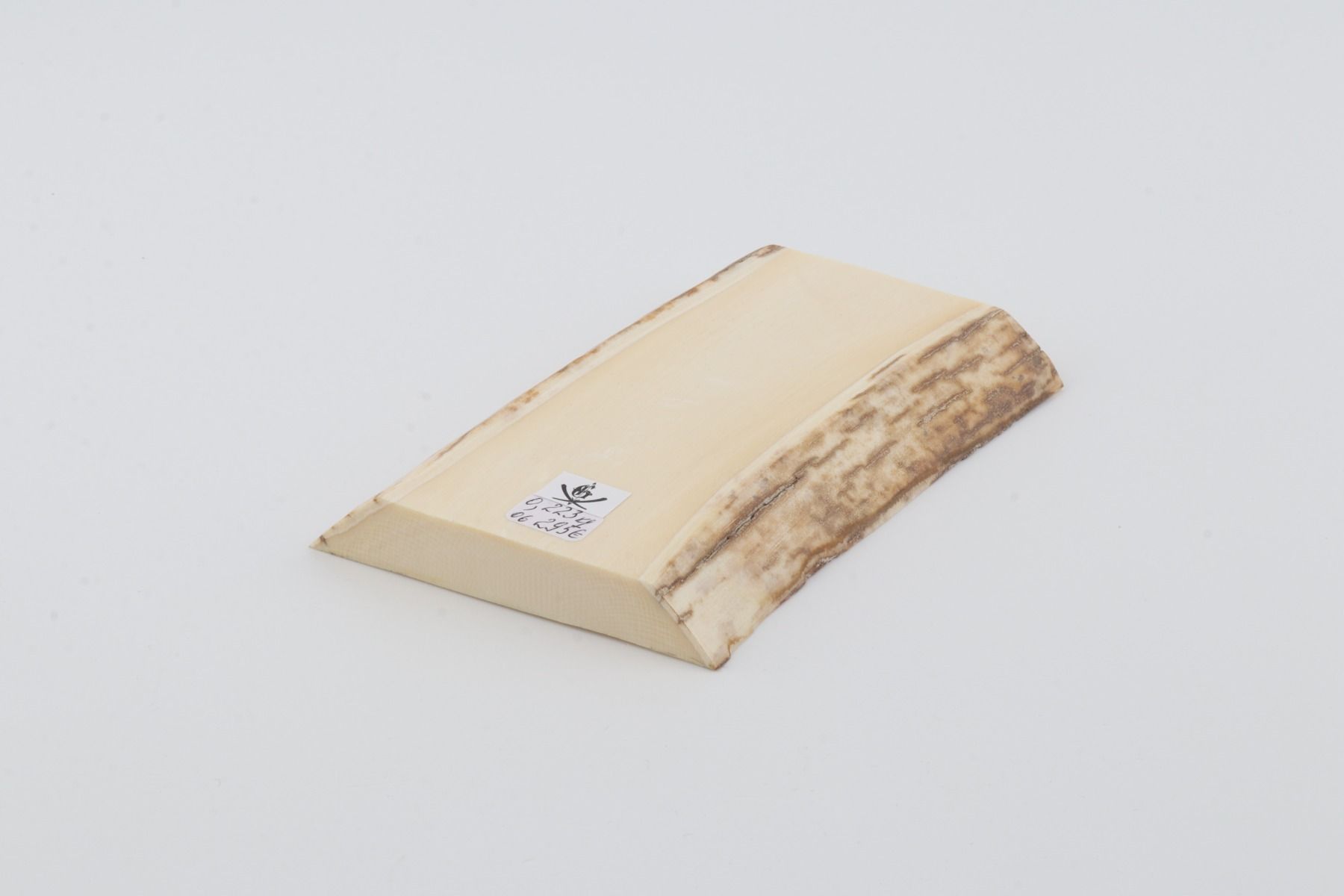 White mammoth ivory segment