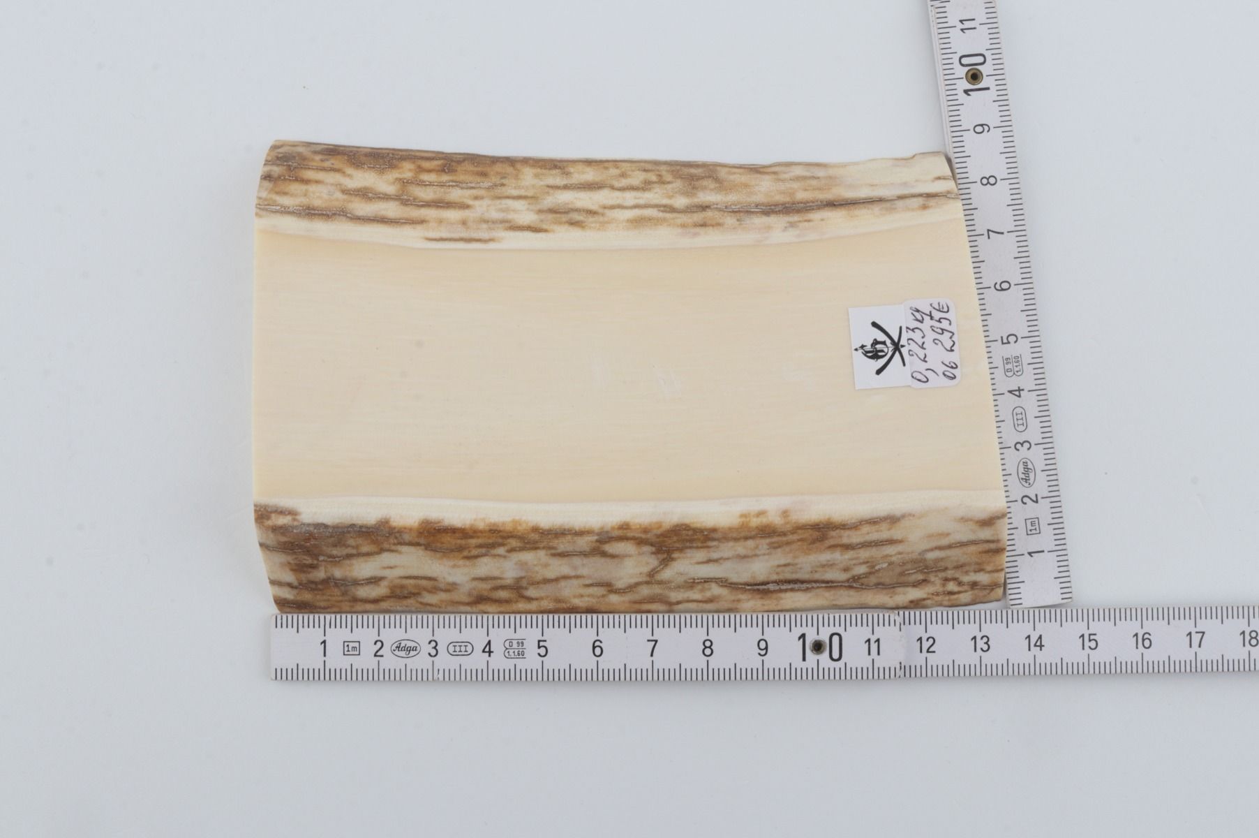 White mammoth ivory segment