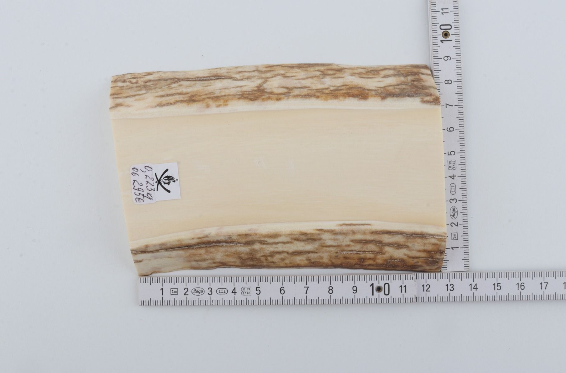 White mammoth ivory segment