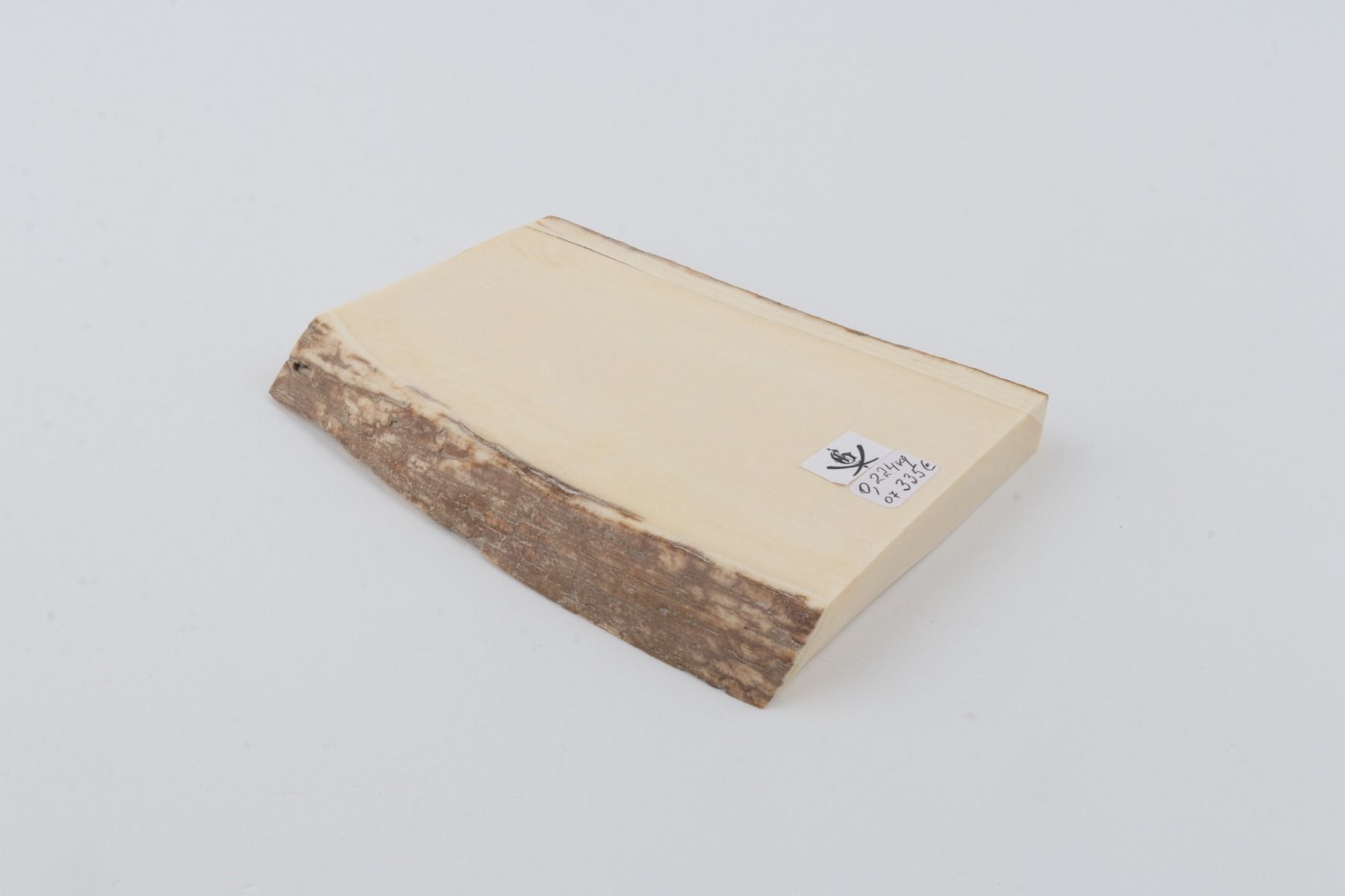 White mammoth ivory segment