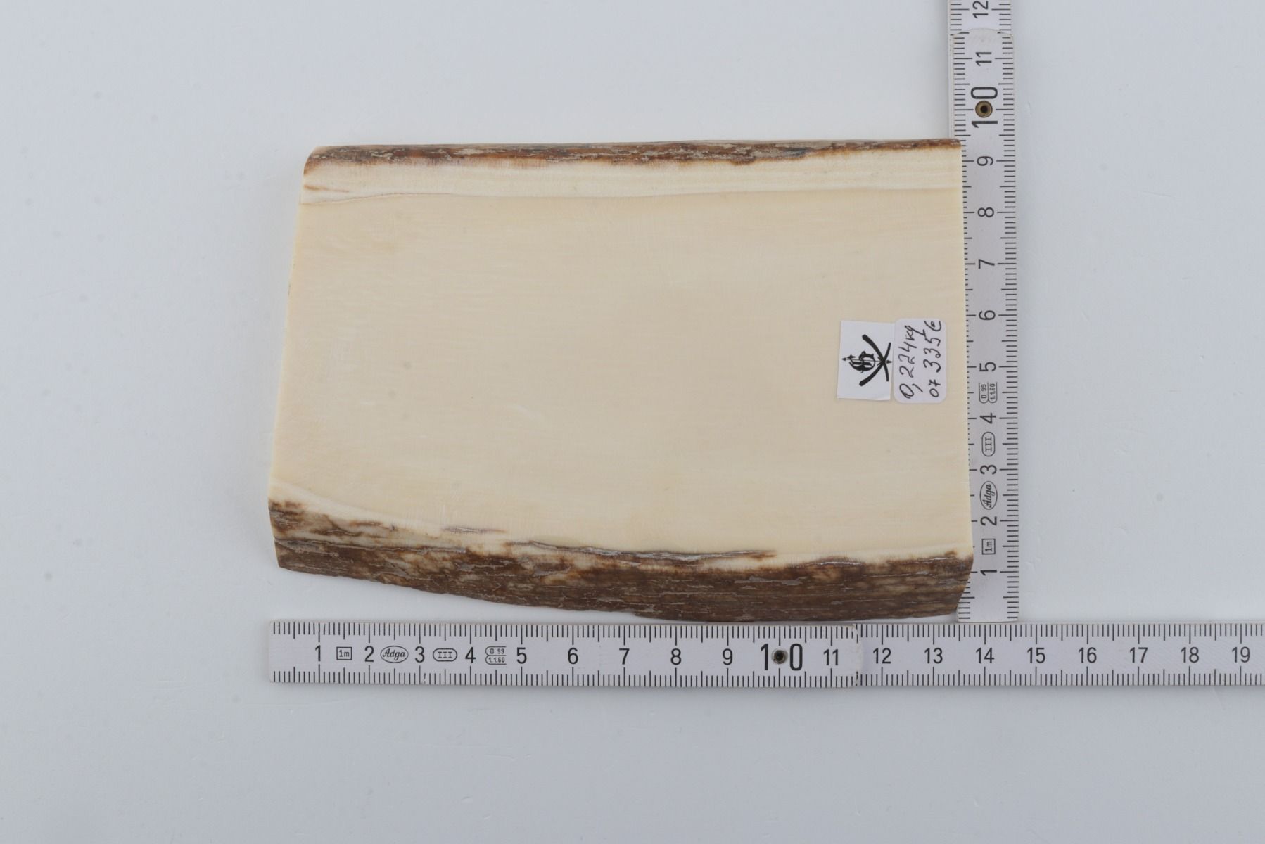 White mammoth ivory segment